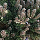 Pinus mugo 'Sherwood Compact' | Dwarf mountain pine - 45-55cm - 8lt