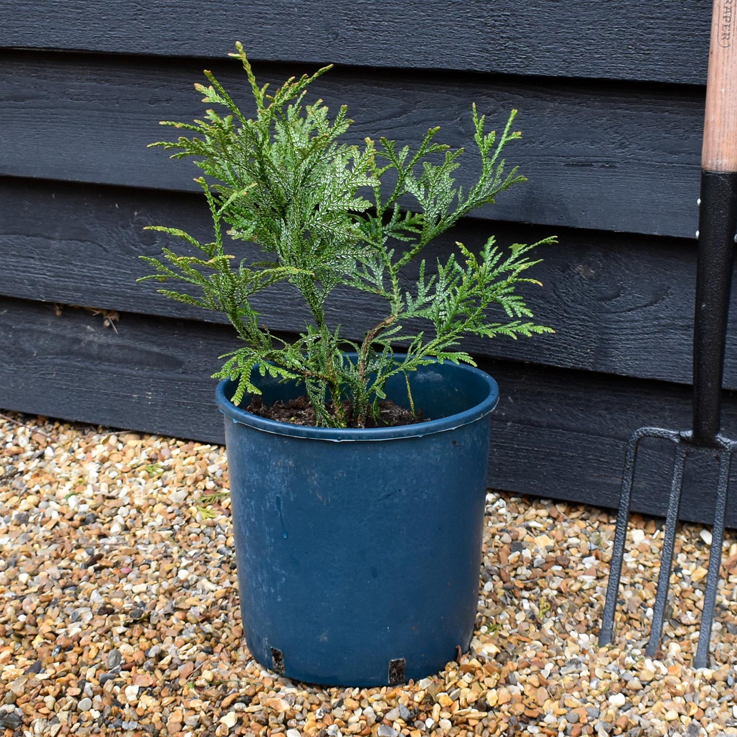 Thujopsis dolabrata - Conifer - Height 30-50cm 12lt