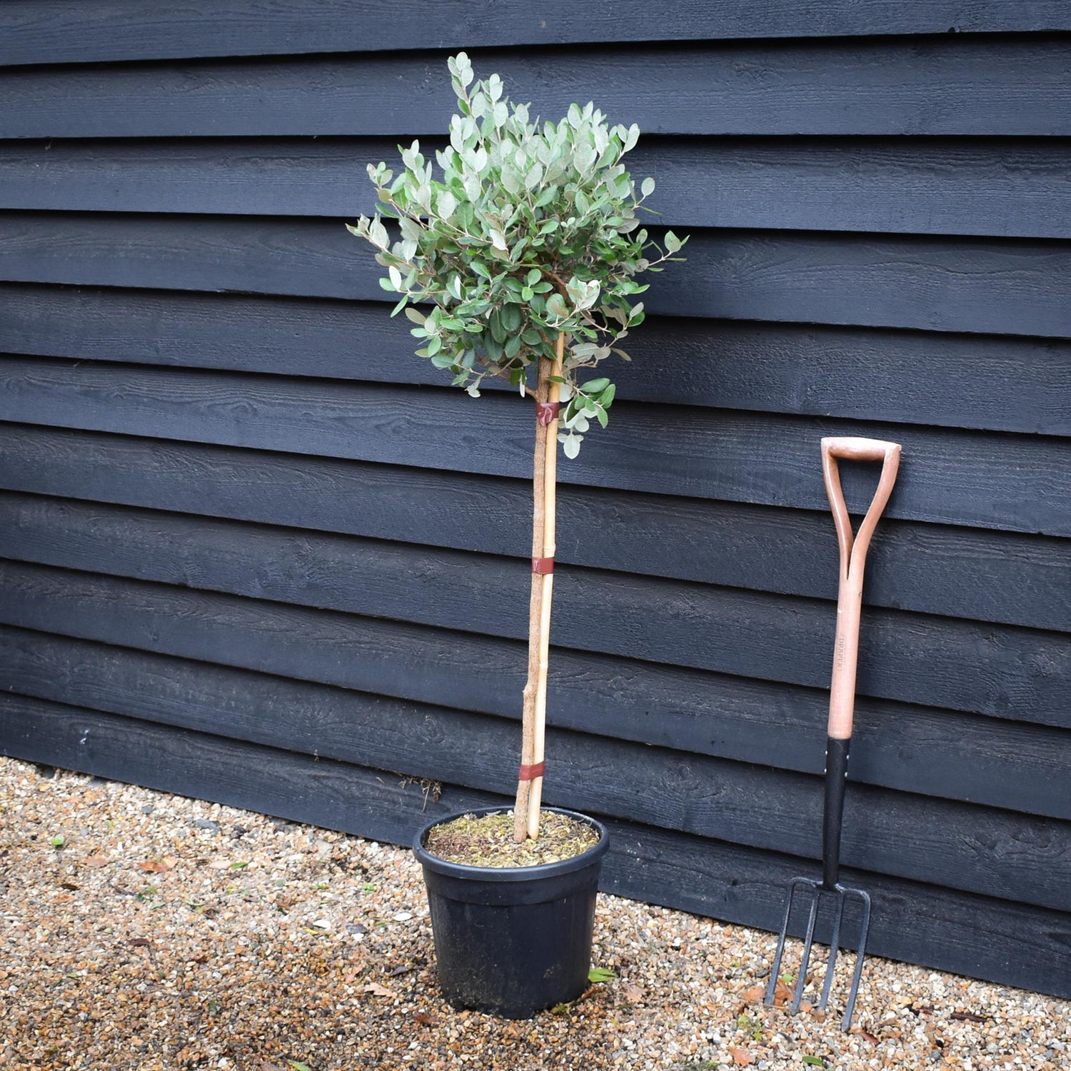 Ginkgo biloba | Maidenhair Tree - Clear Stem 70cm - Height 125-140cm - 12lt