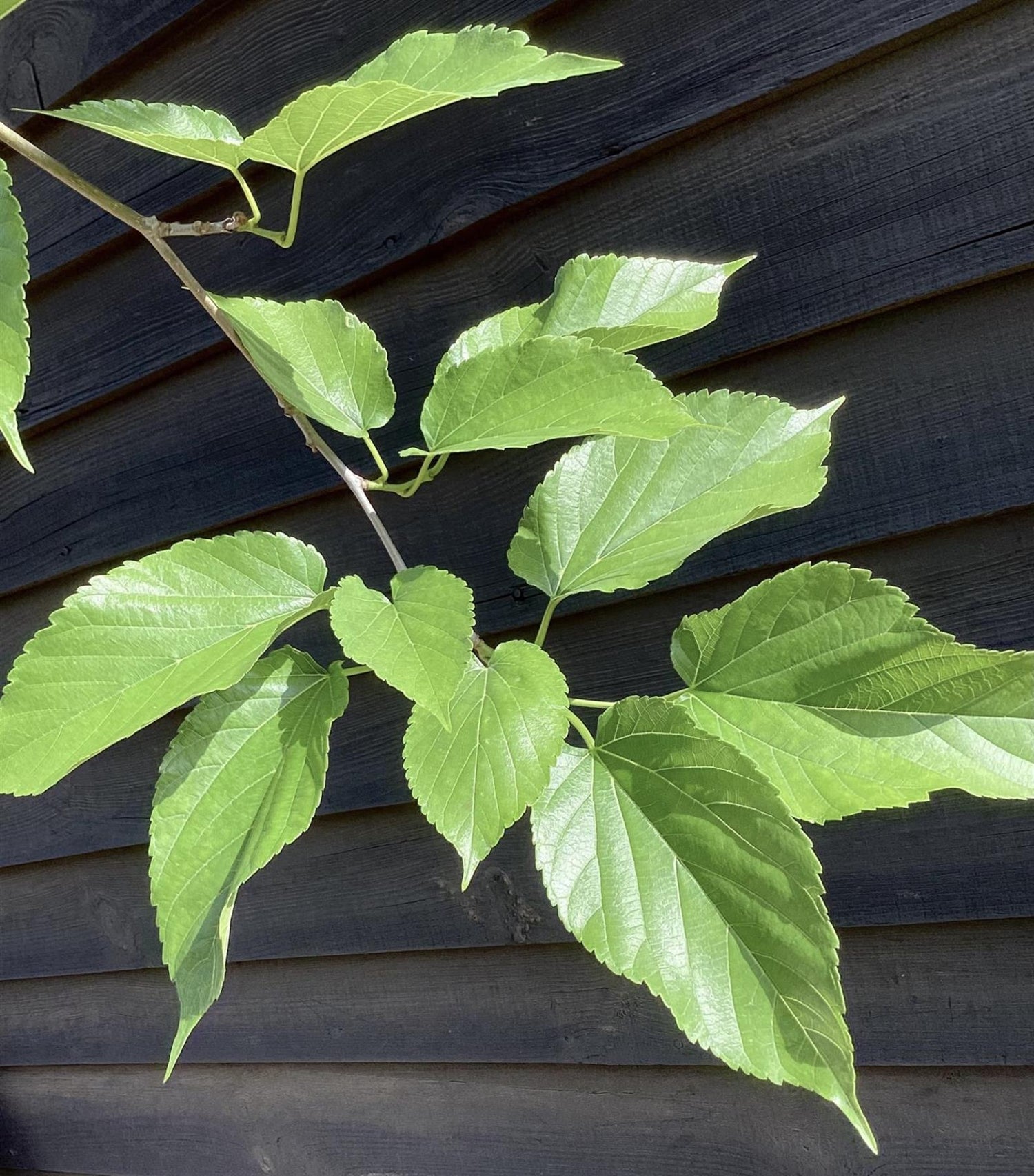 Morus Alba | White Mulberry - Clear Stem - Girth 14-16cm - 300-320cm - 70lt