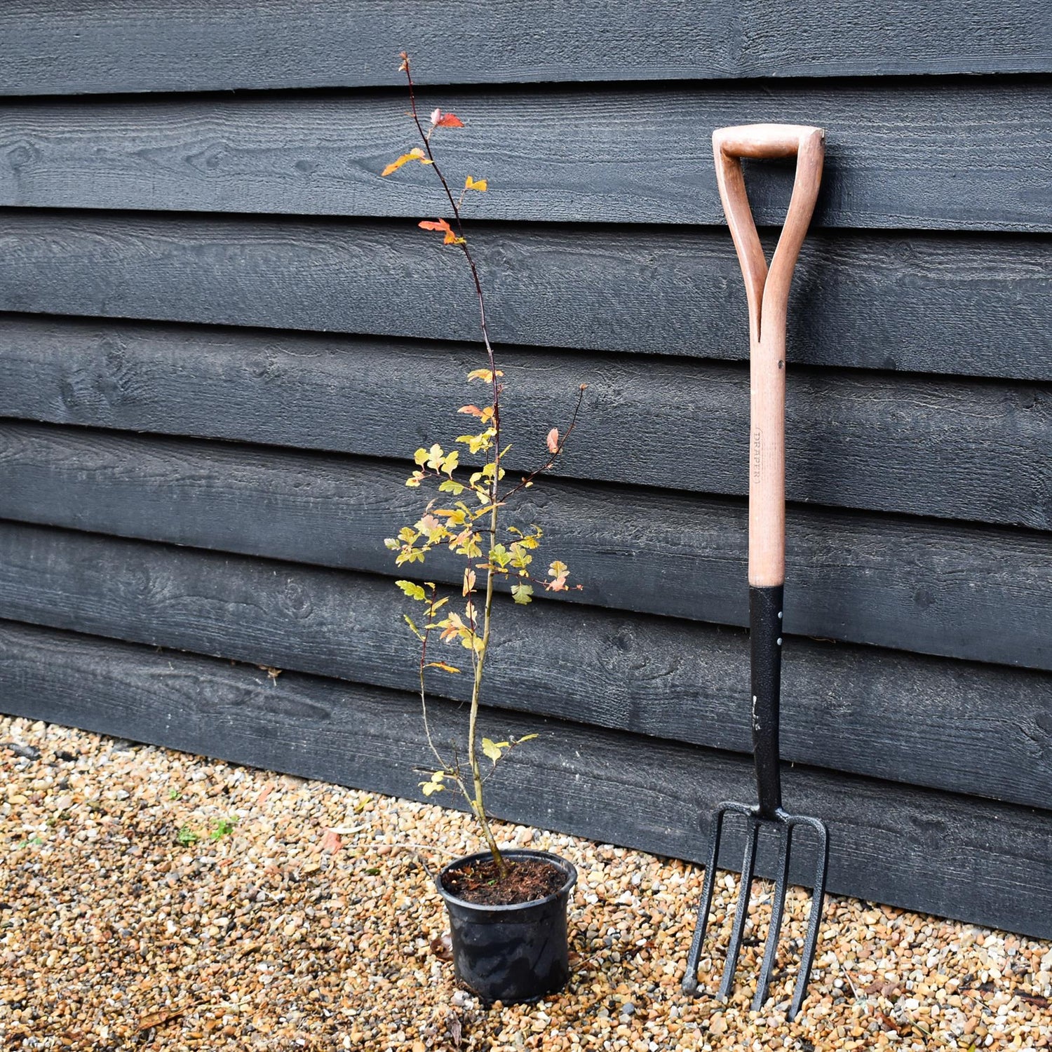 Crataegus Monogyna | Common Hawthorn - Height 125-150cm - 5lt