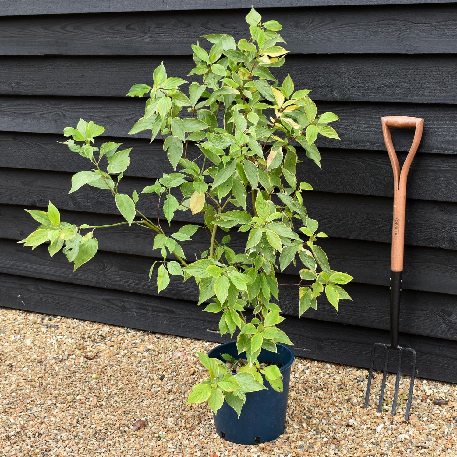 Cornus alba 'Gouchaultii' | Dogwood 'Gouchaultii' - 70-100cm, 12lt