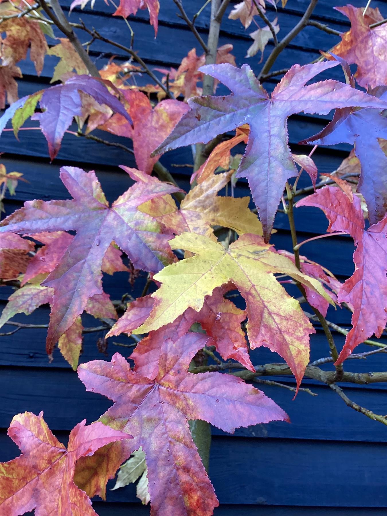 Liquidambar styraciflua 'Gum Ball'| Sweet Gum Tree - Clear Stem 190-210cm - Girth 12-14cm - Height 430-450cm - 35lt