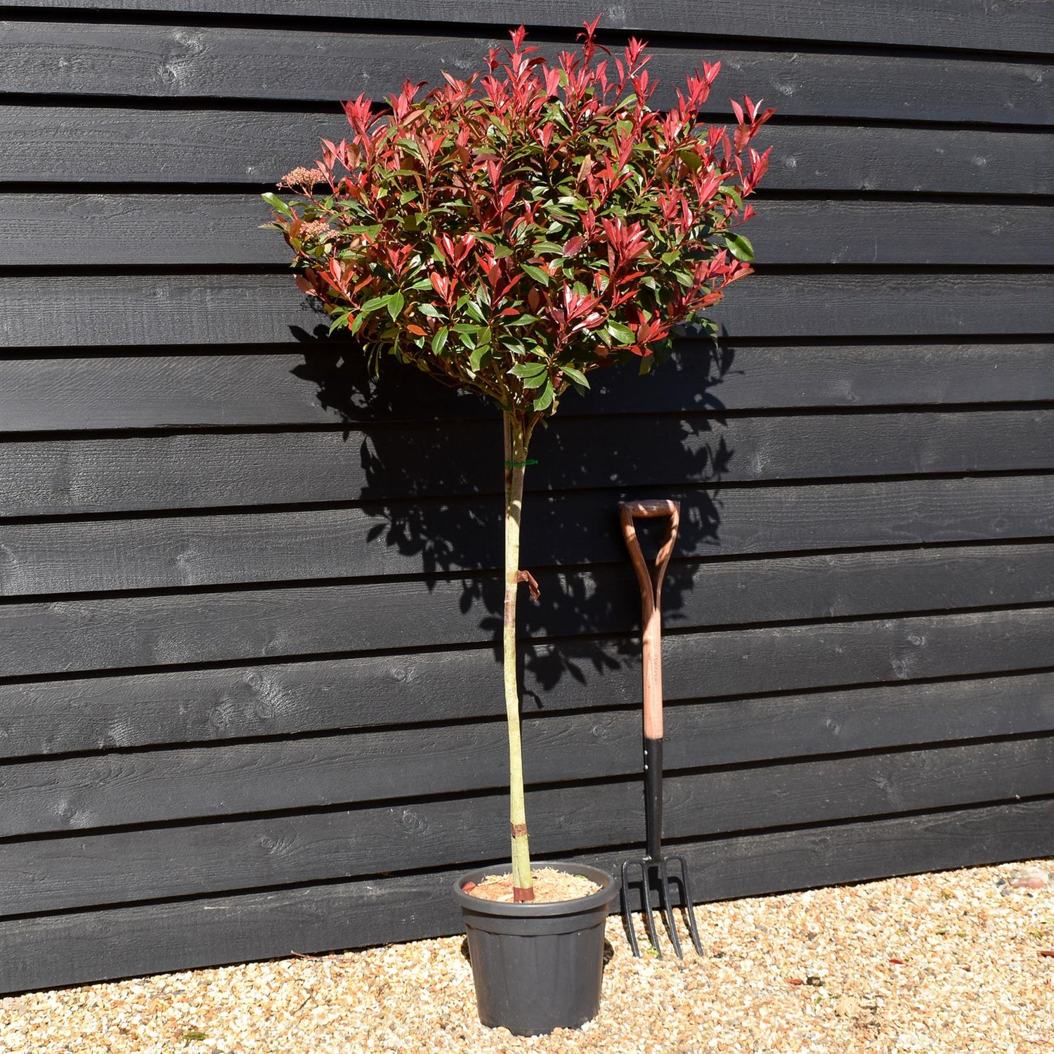 Photinia Robusta Compacta | Red-Leaf Photinia - Clear Stem - Height 170cm -15lt