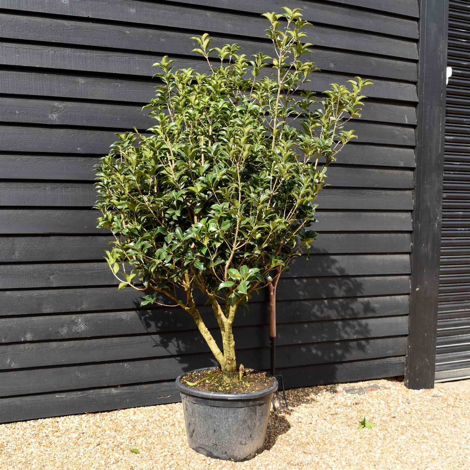 Osmanthus Aquifolium | Holly Olive - MultiStem - Height 180-200cm - 70lt