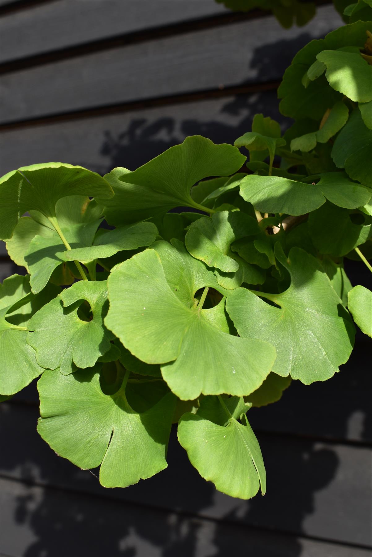 Ginkgo biloba Mariken | Maidenhair tree 'Mariken' - Girth 12-14cm - Height 250-350cm, 55lt