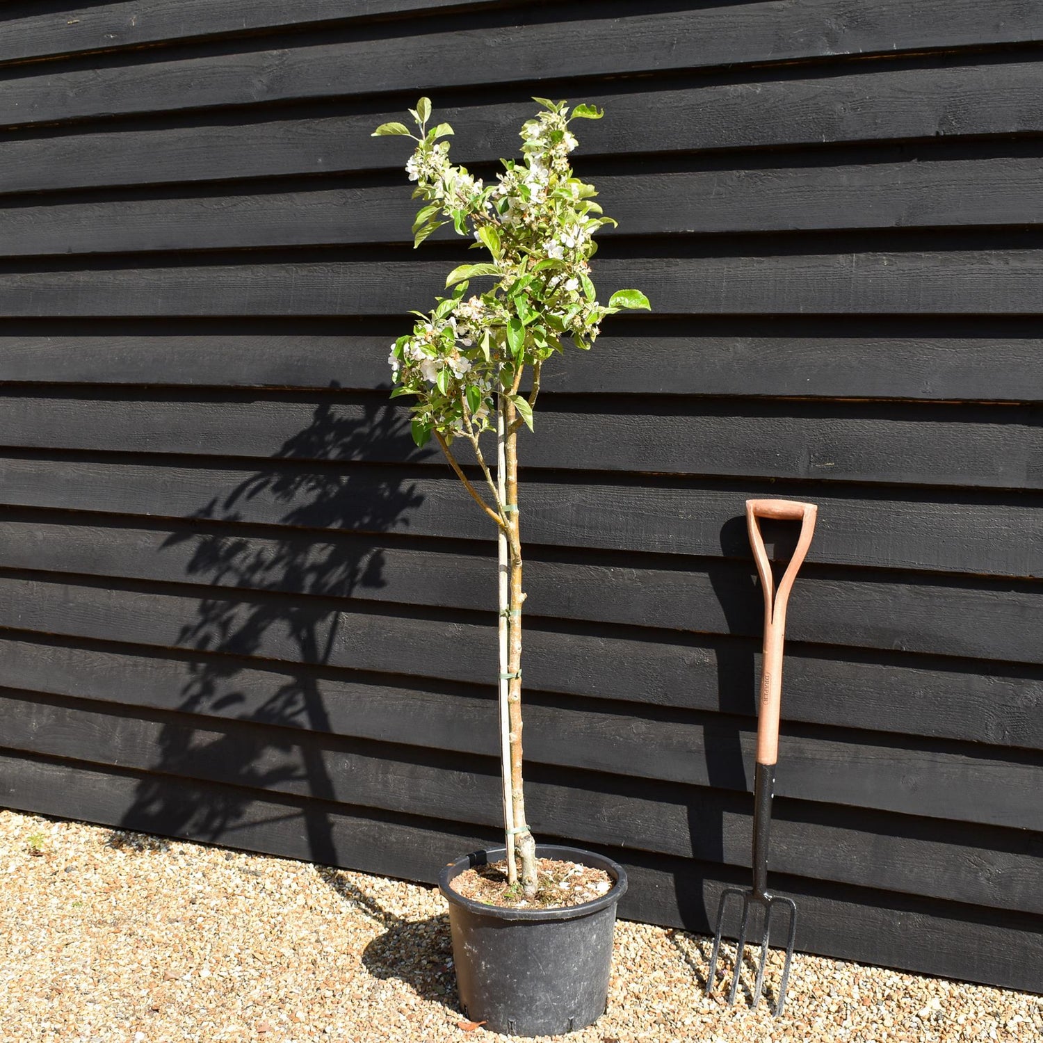 Apple tree 'Discovery' | Malus domestica - MM106 - Semi-Dwarfing - Height 140-150cm - 20lt