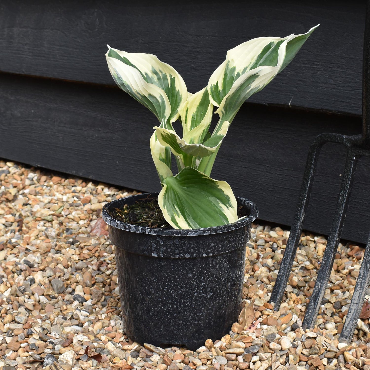 Hosta ' Minuteman' - Height 20-30cm - Perennial - Shrub - 2lt