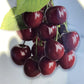 Cherry tree 'Lapins' | Prunus avium 'Cherokee' - 100-120cm - 10lt