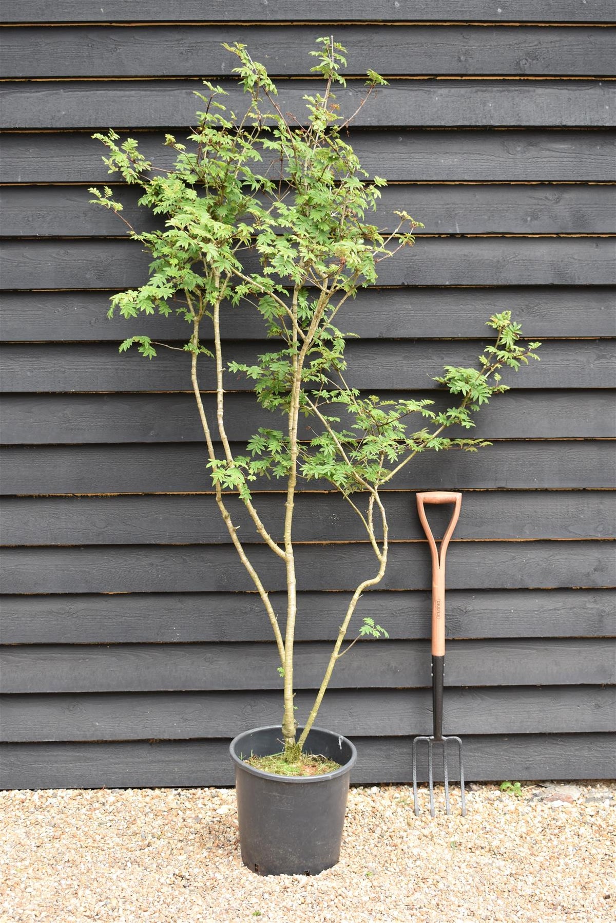 Syringa pinnatifolia - Height 180-200cm - 20lt