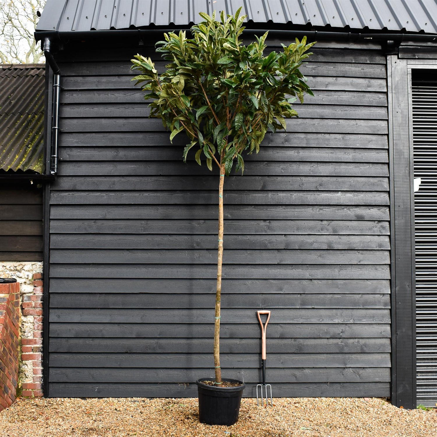 Loquat | Eriobotrya japonica Tree | Loquat Tree -  Clear Stem 200cm - Height 350-400cm - 45lt