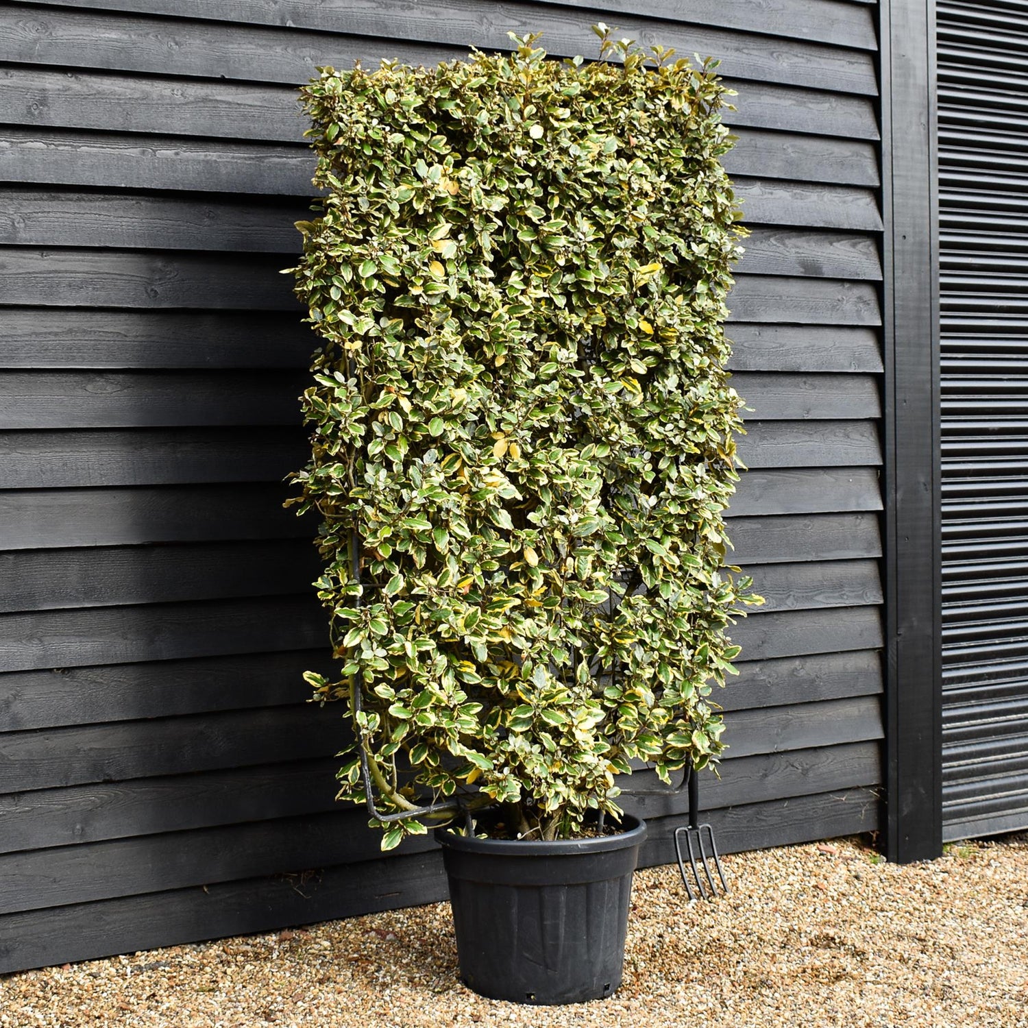Elaeagnus 'Viveleg' | Oleaster 'Viveleg' - Metal Frame - 220cm - 55lt