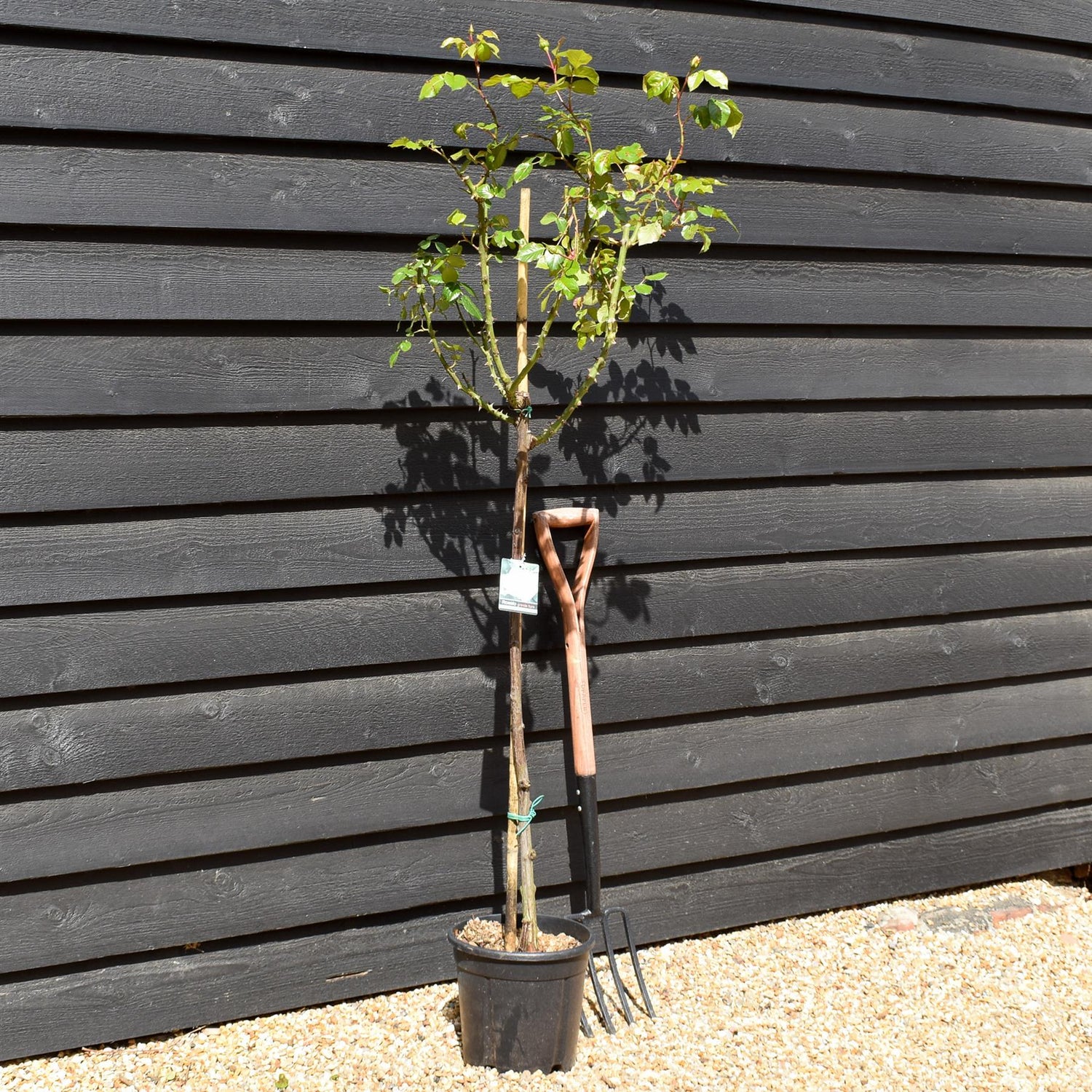 Rose 'Bianco Puro' - Clear Stem 80-90cm - Height 130-160cm - 18lt