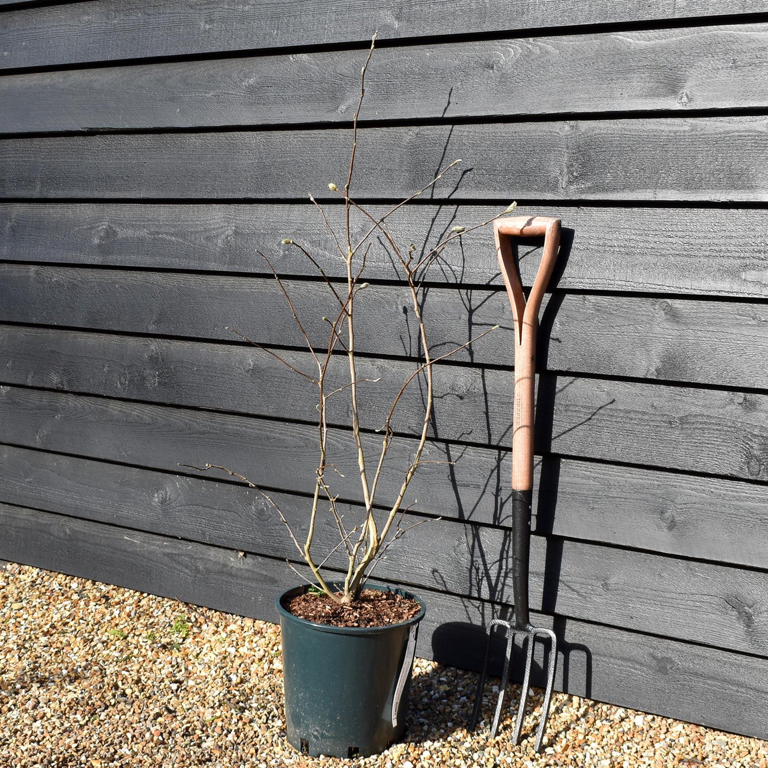 Magnolia Stellata - Bushy -  Height 80-100cm - 12lt