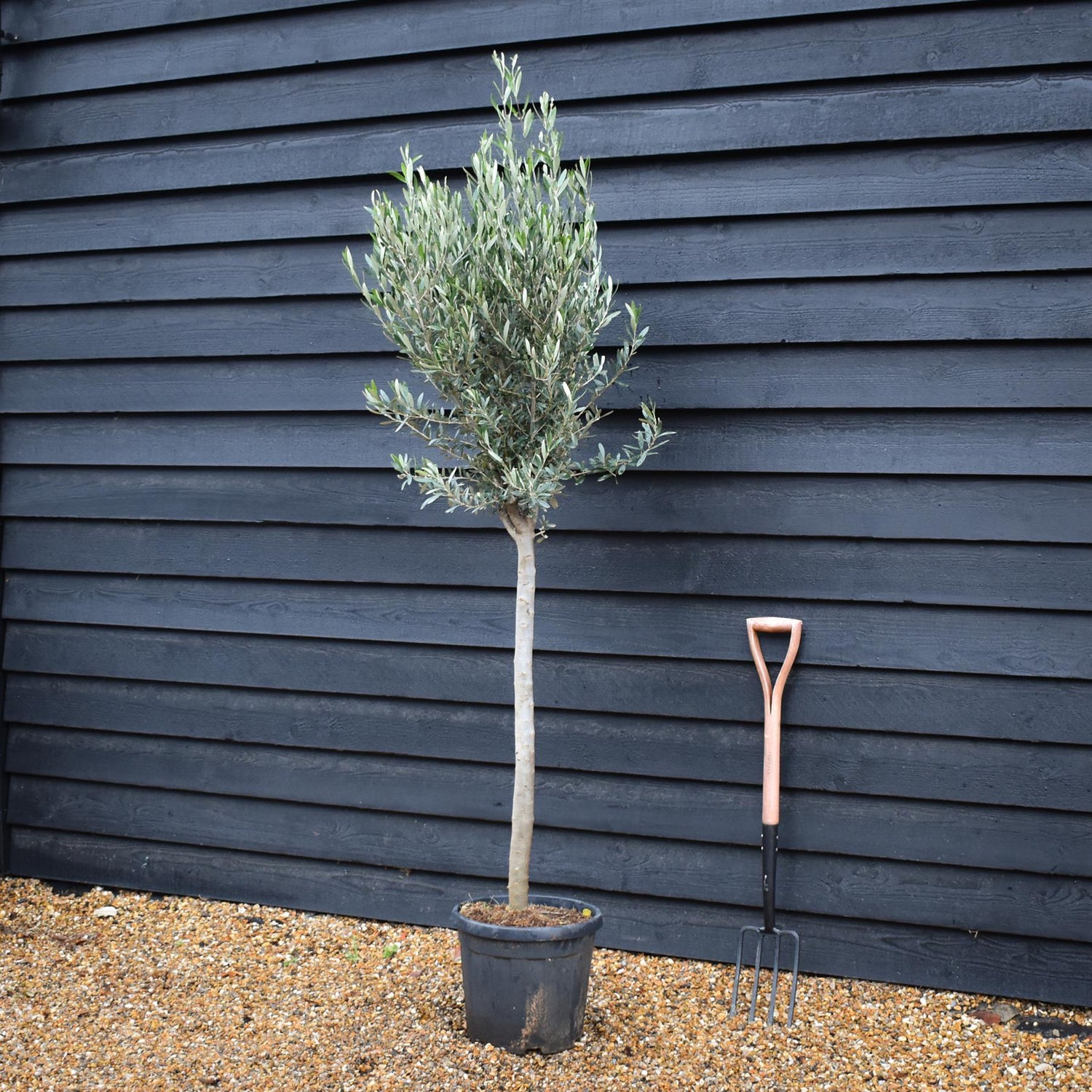 Olive Tree | Olea Europea - Clear Stem 80-90cm - Height 180-190cm - 20lt