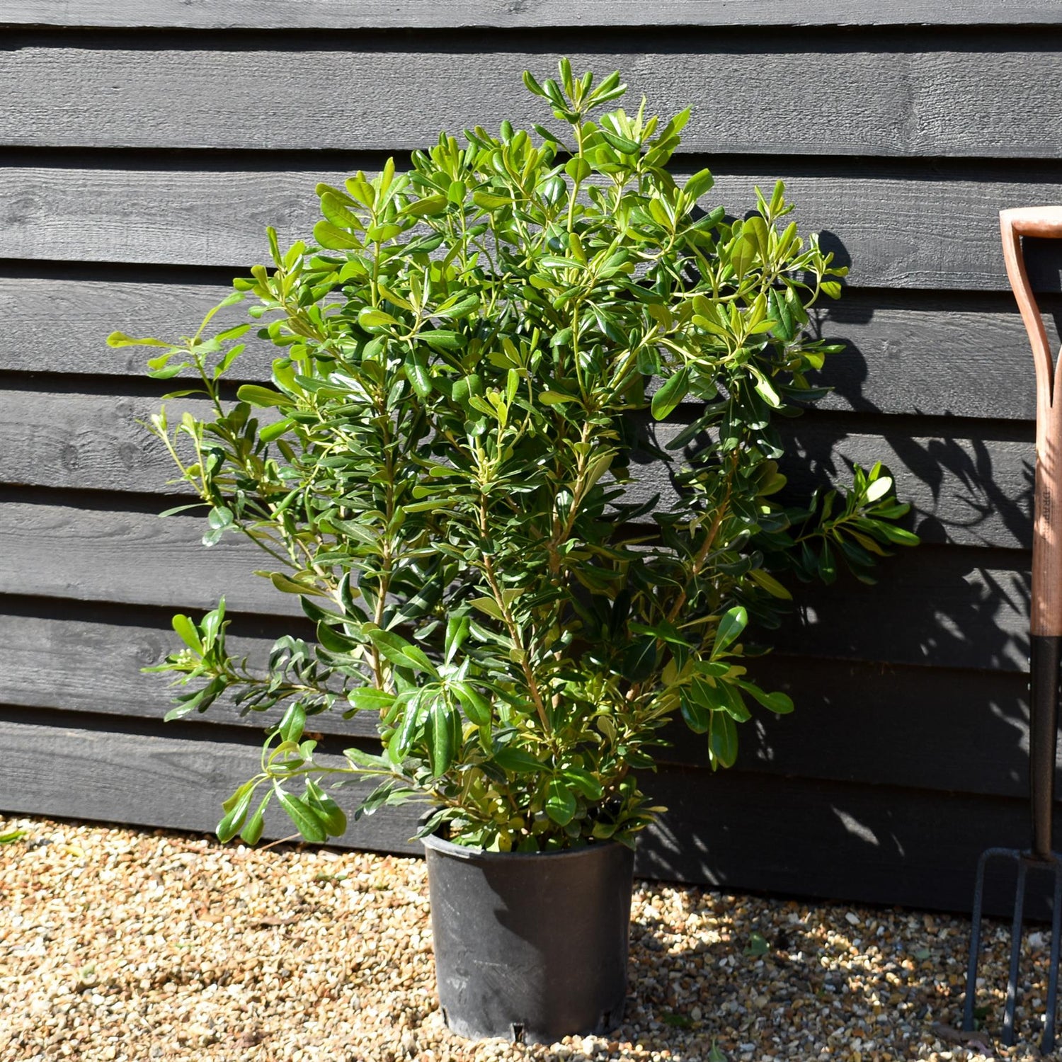 Pittosporum tobira - Shrub -  Height 80-100cm - 10lt