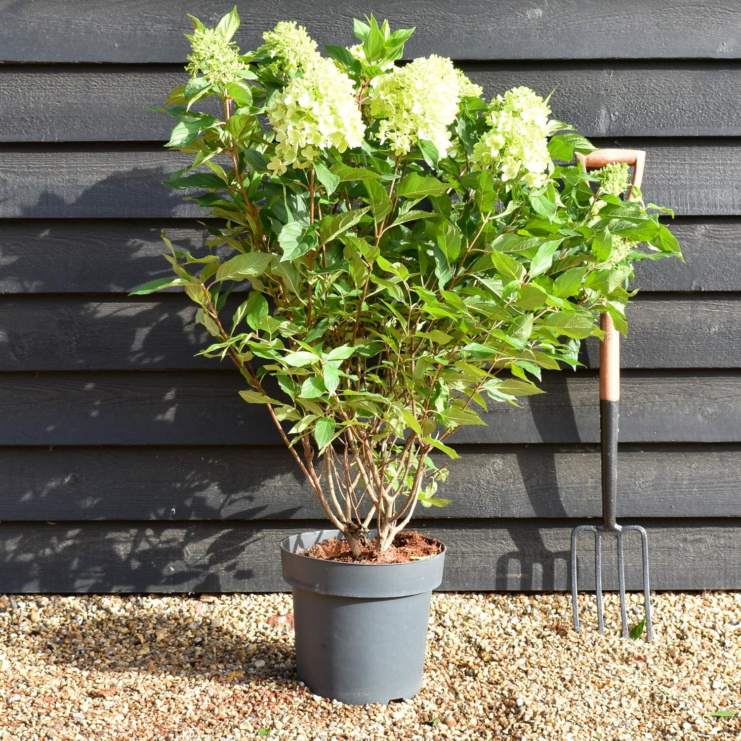 Hydrangea Paniculata 'Little Fresco' - Height 50-60cm - 15lt