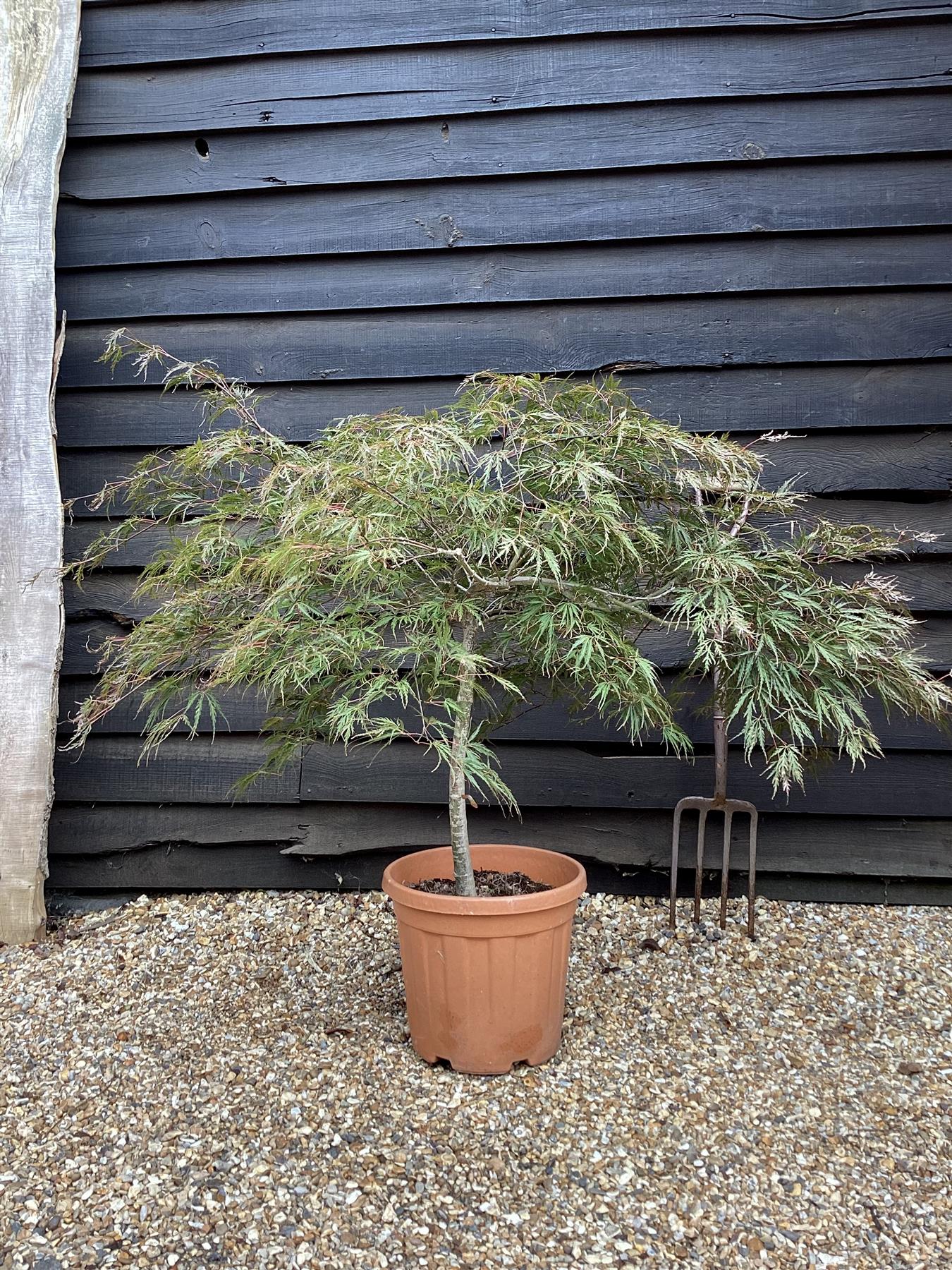 Acer palmatum 'Inaba-Shidare' | Japanese Maple - Clear Stem 60cm - Wheeping - Height 110cm - 30lt