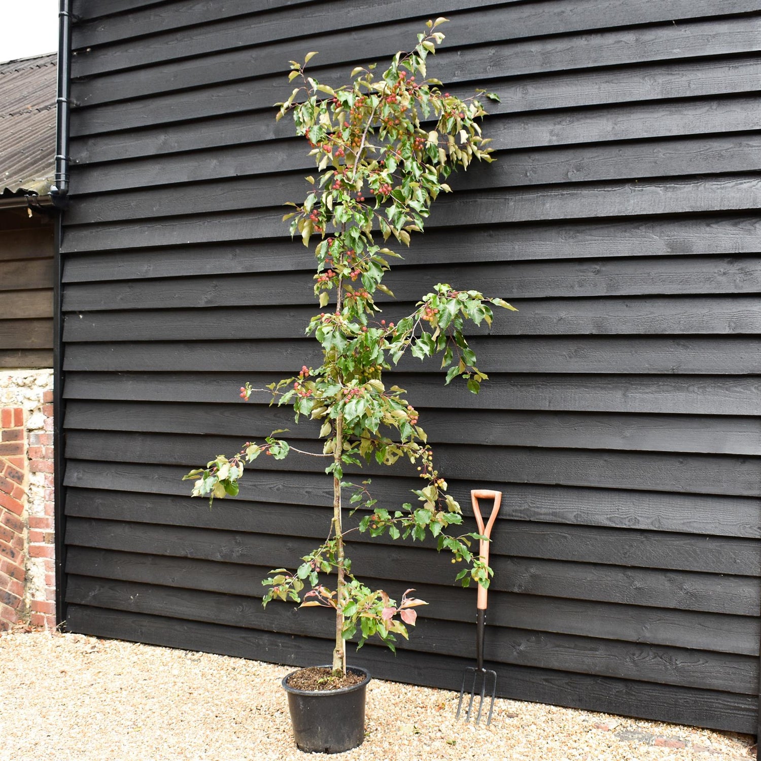 Malus 'Rudolph' - Crab Apple - Height 220-240cm - 20lt