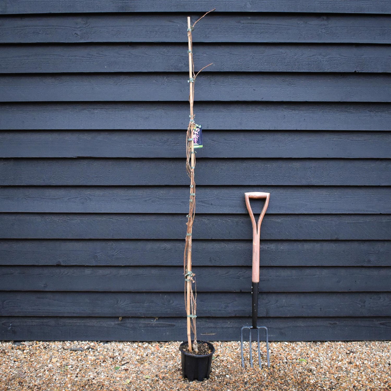 Wisteria brachybotrys 'Showa-beni' | Silky Wisteria 'Showa-beni' - Cane - Height 150-200cm - 3lt