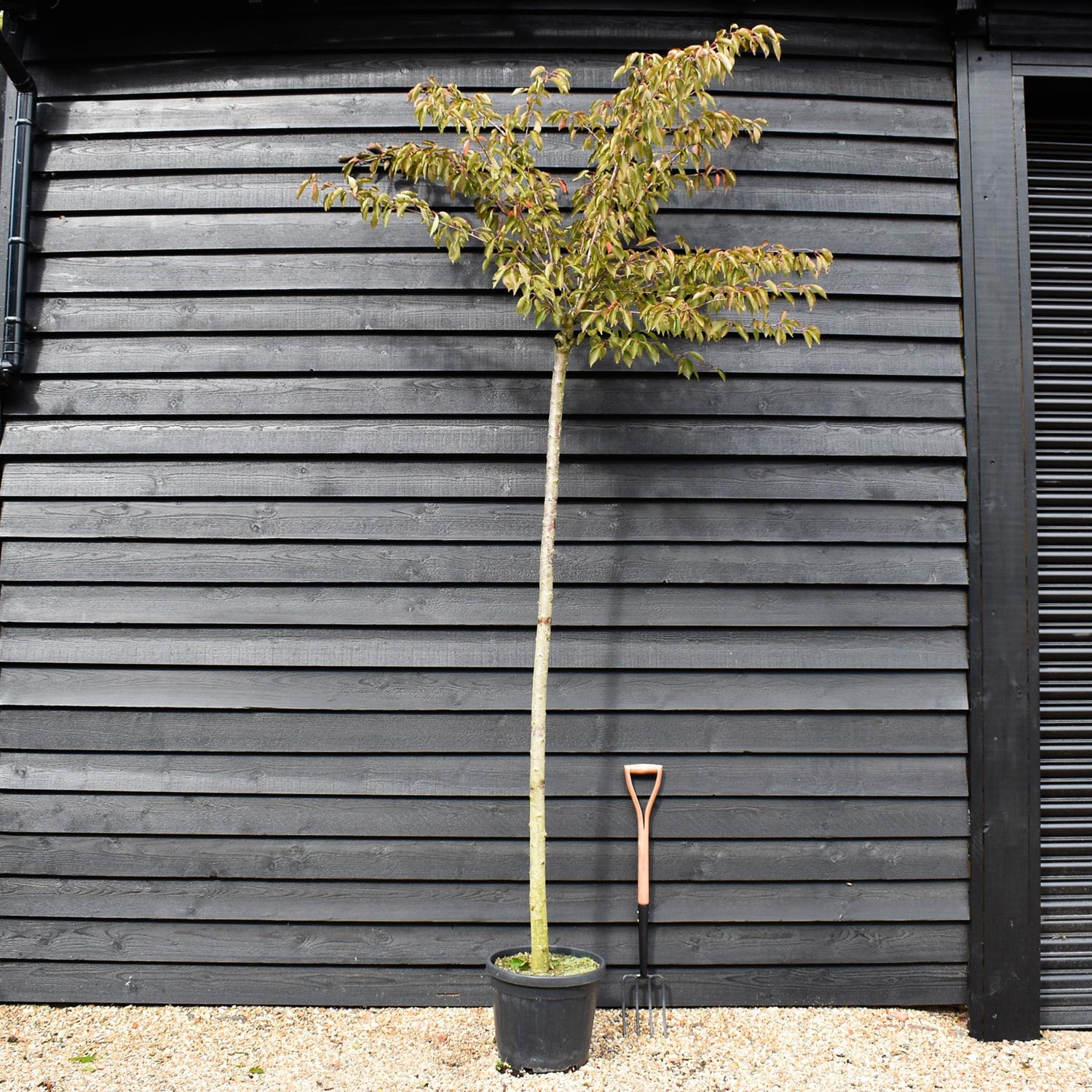 Great White Cherry | Prunus serrulata 'Taihaku' - Clear Stem - Height 200-250cm - Girth 6-8cm - 45lt
