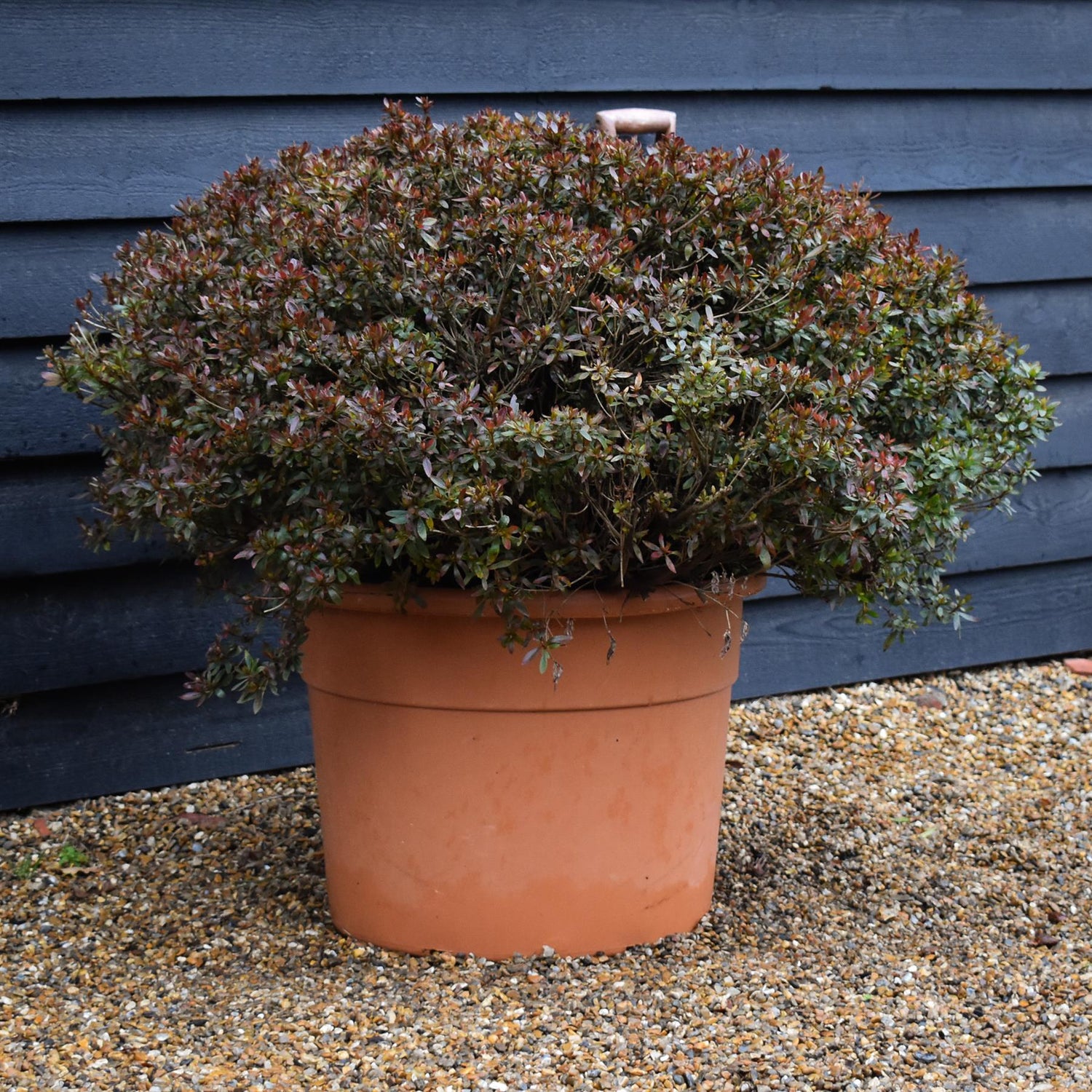 Azalea Japonica | Rhododendron - Ball -  Height 80cm - Width - 100cm - 85lt