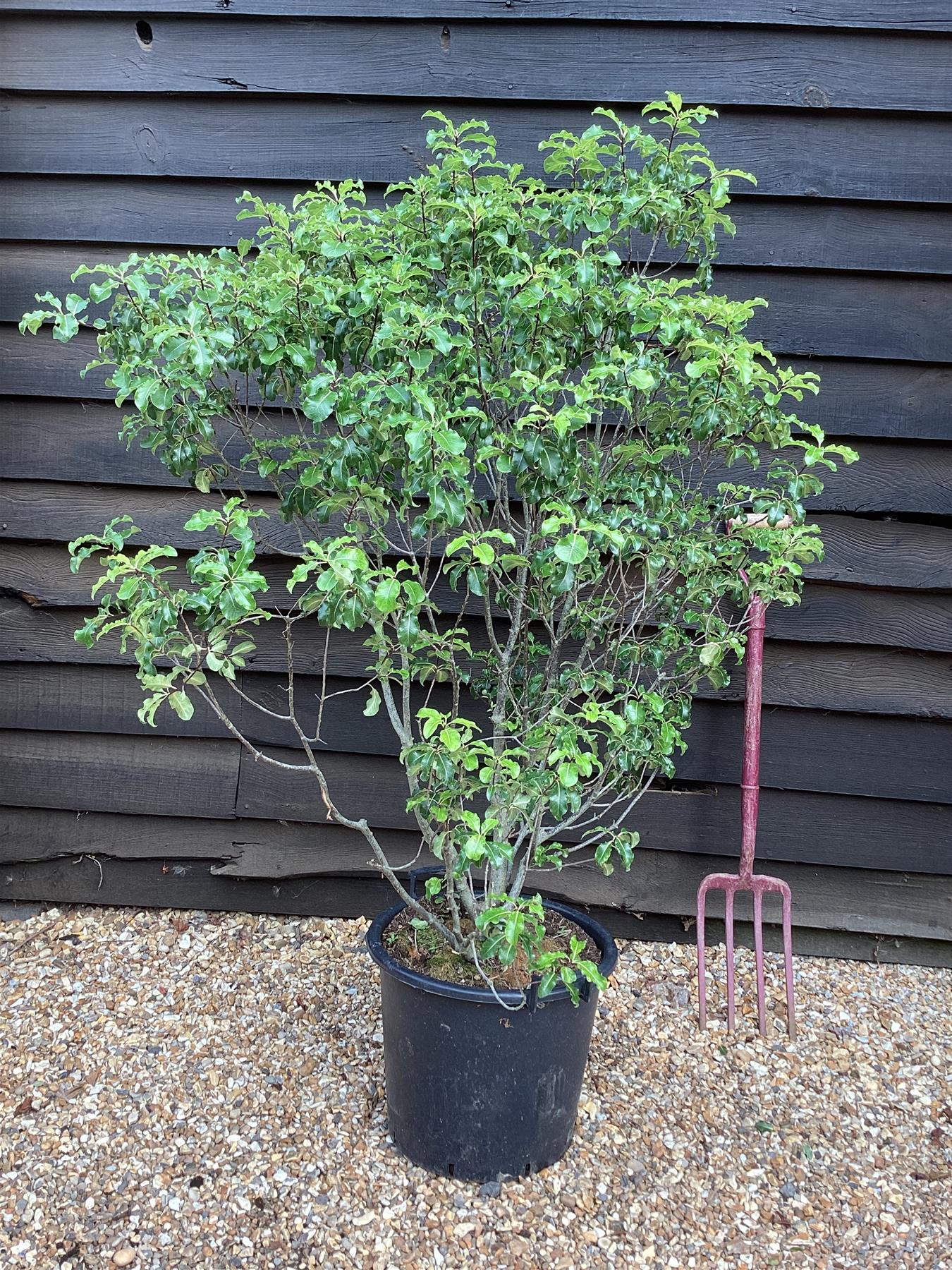 Pittosporum Gold King - 120-150cm - 30lt