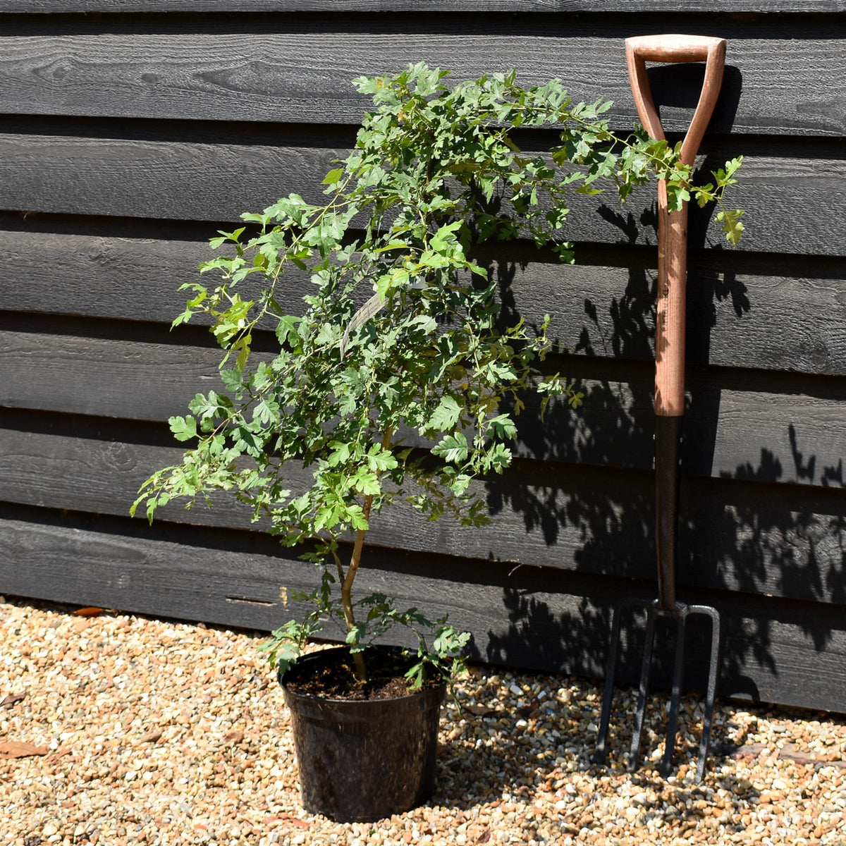 Crataegus Monogyna | Common Hawthorn - Height 125-150cm - 5lt