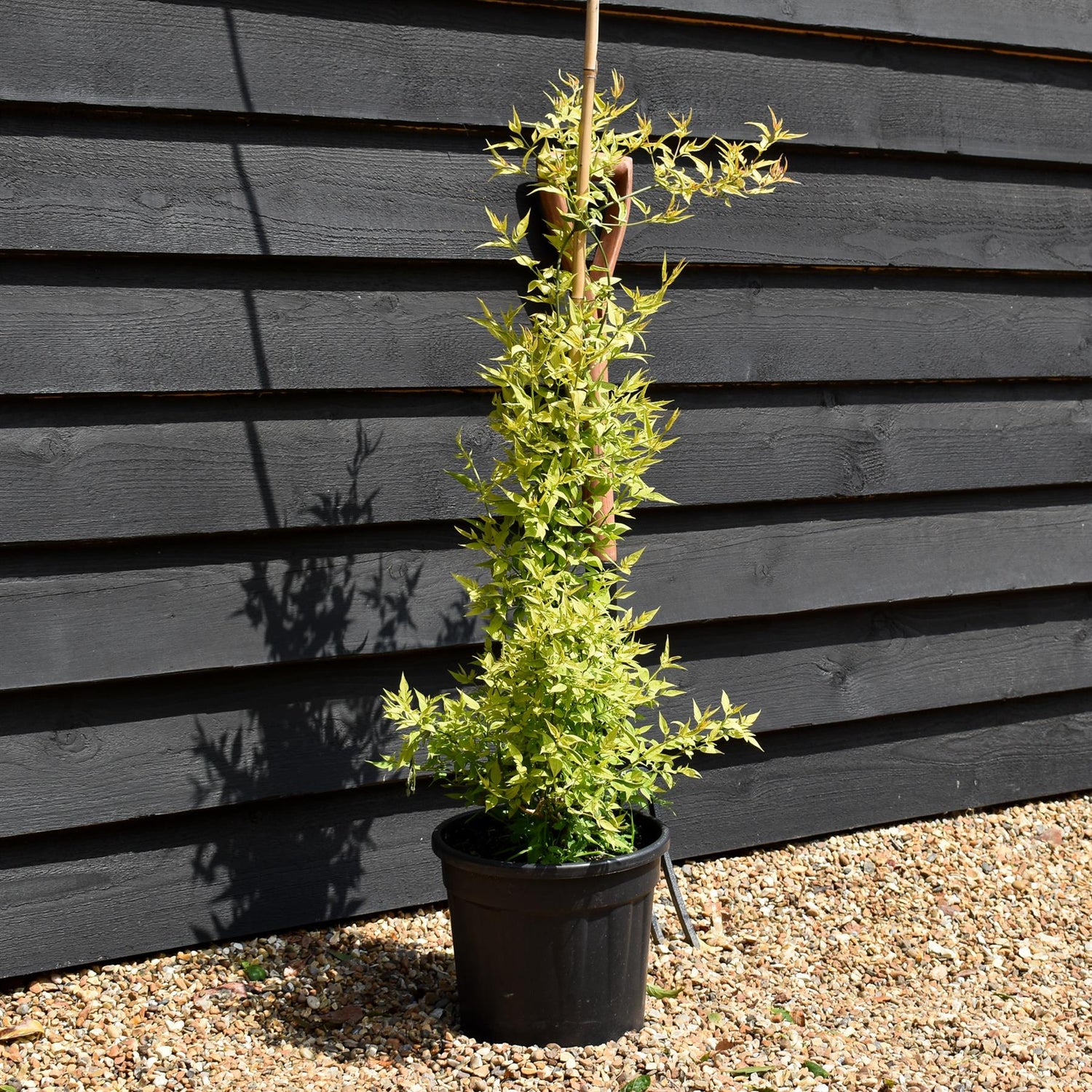 Jasminum (Pink) - Height 75-120cm - 9lt