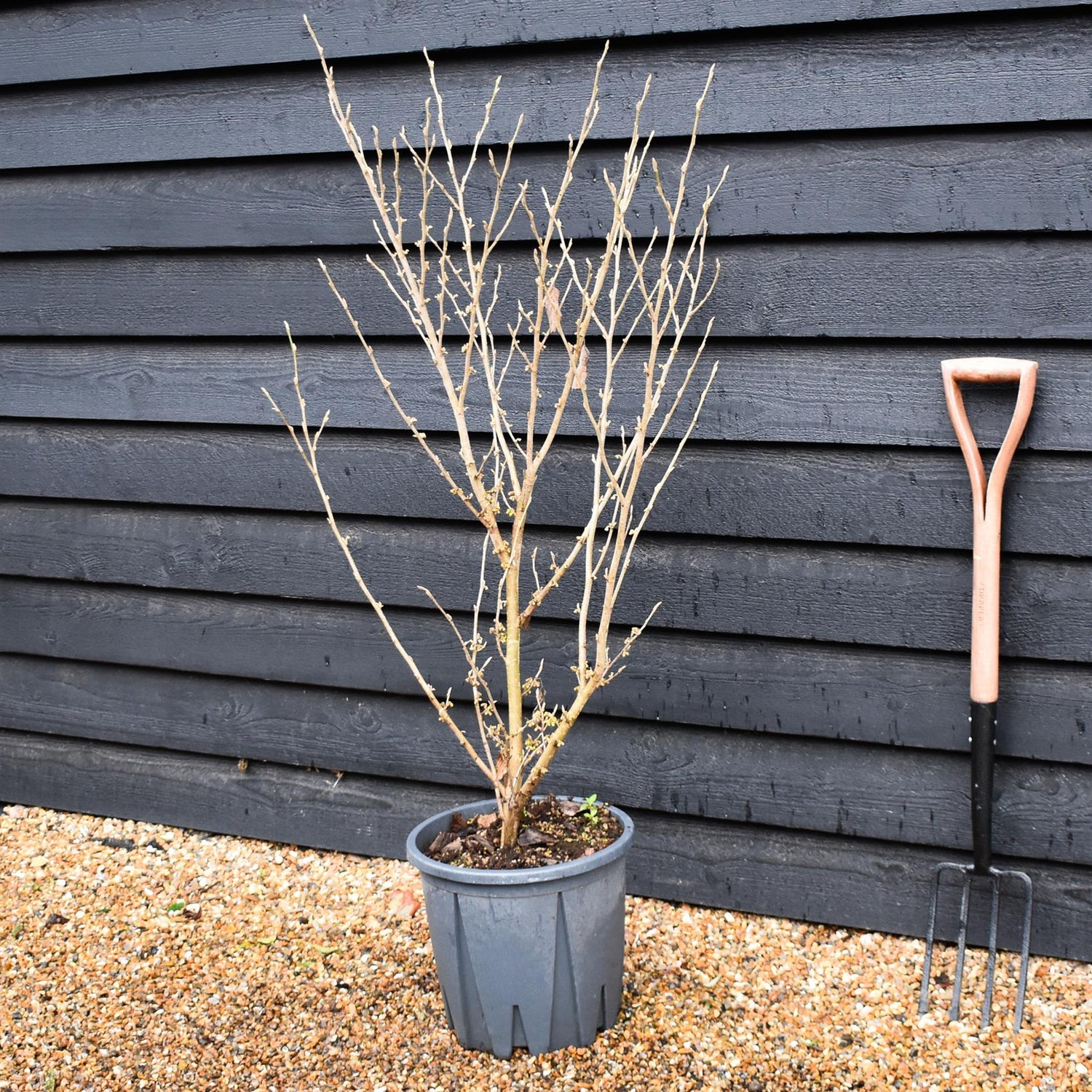 Hamamelis x intermedia 'Arnold Promise' | Witch hazel - Height 120-140cm - 20lt