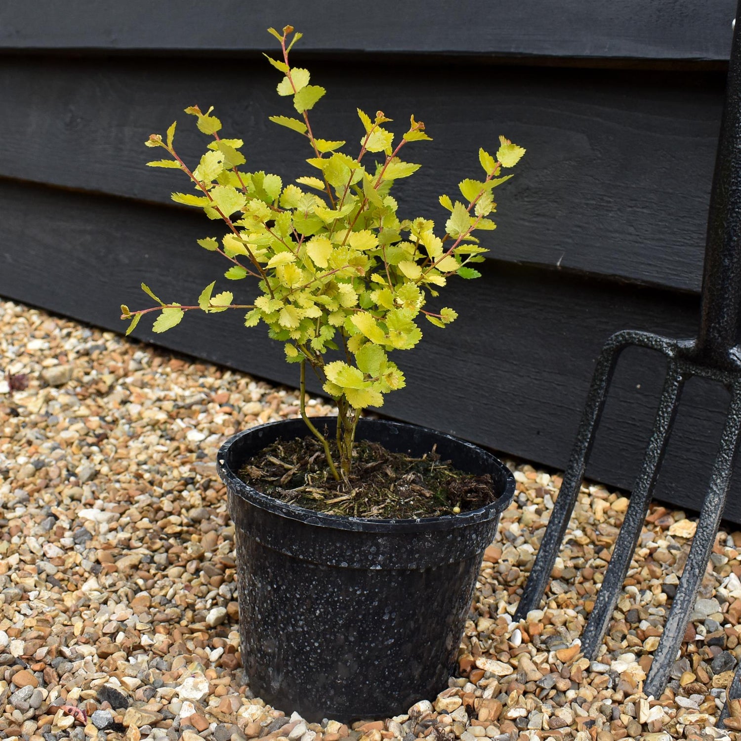 Betula nana 'Golden Treasure' - Height 20-30cm - Dwarf - 2lt