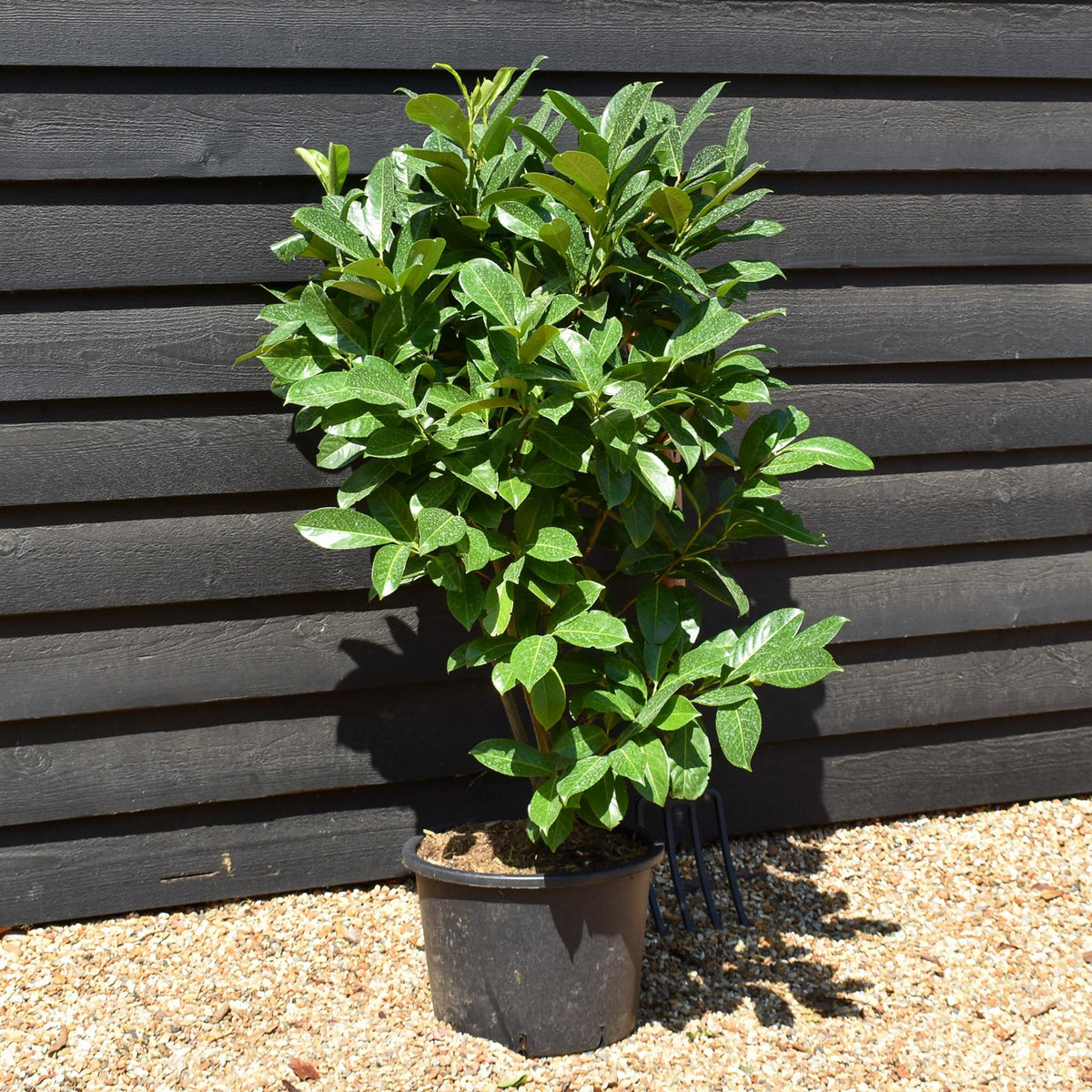 Cherry Laurel | Prunus laurocerasus Rotundifolia  - Instant Hedging - Pot Grown - Height 130-150cm - 20lt