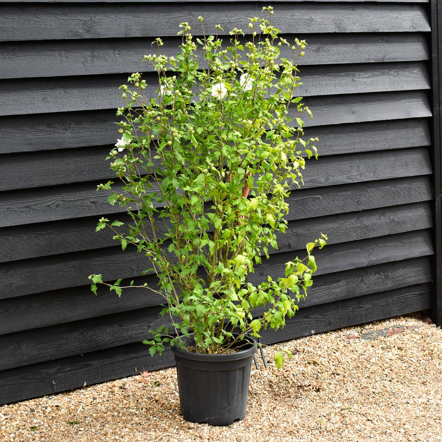 Hibiscus syriacus 'White Chiffon' - White Flower - Bushy Shrub - Height 120-150cm - 25lt