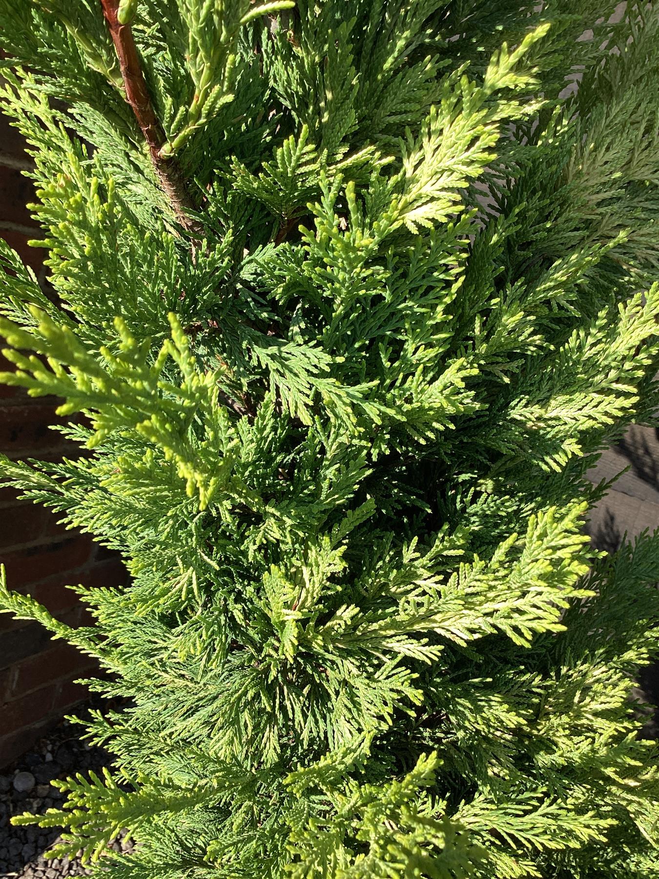Leyland Cypress 'Gold Rider' - 225-240cm, 25lt