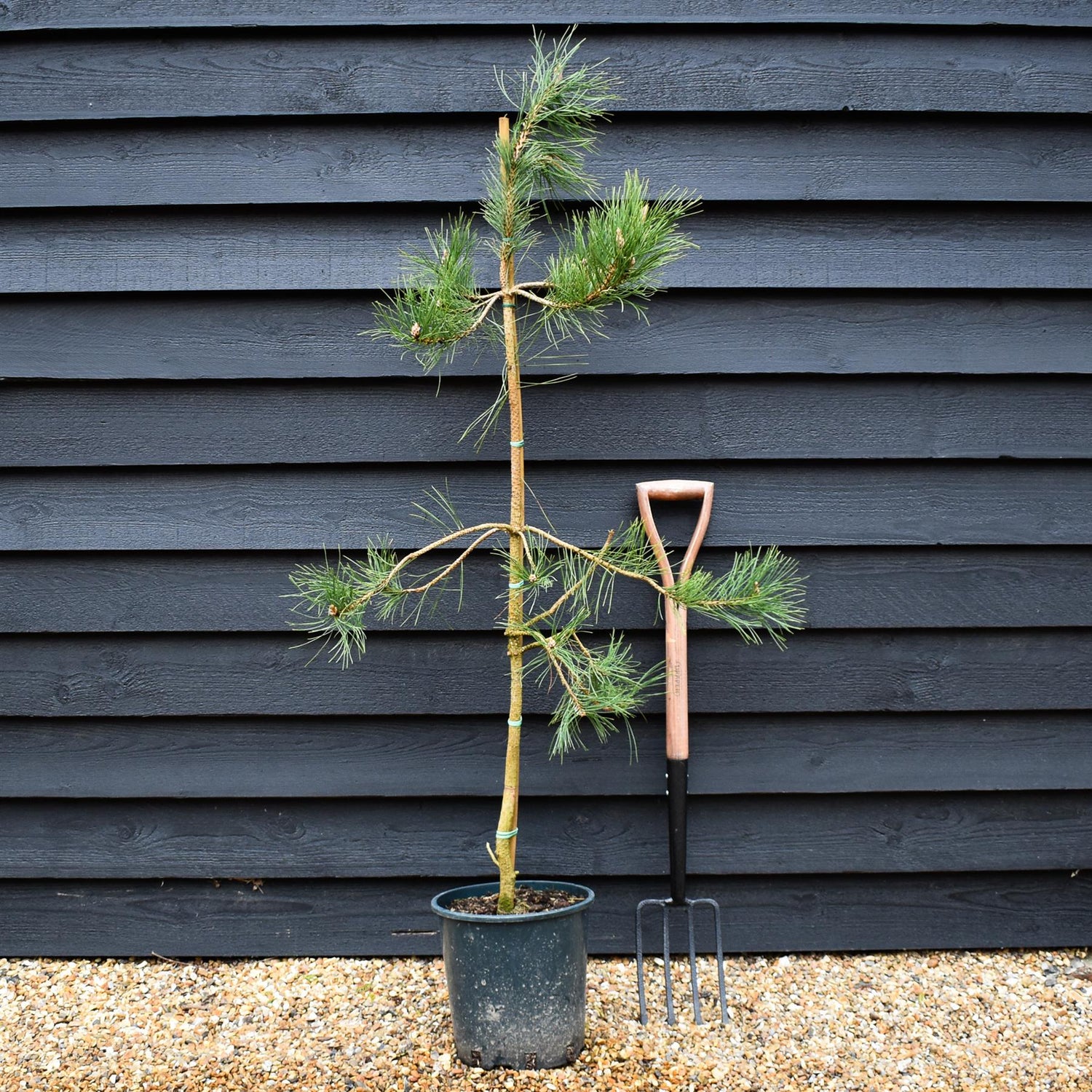 Pinus tabuliformis - Chinese Red Pine - Height 100-125cm - 12lt