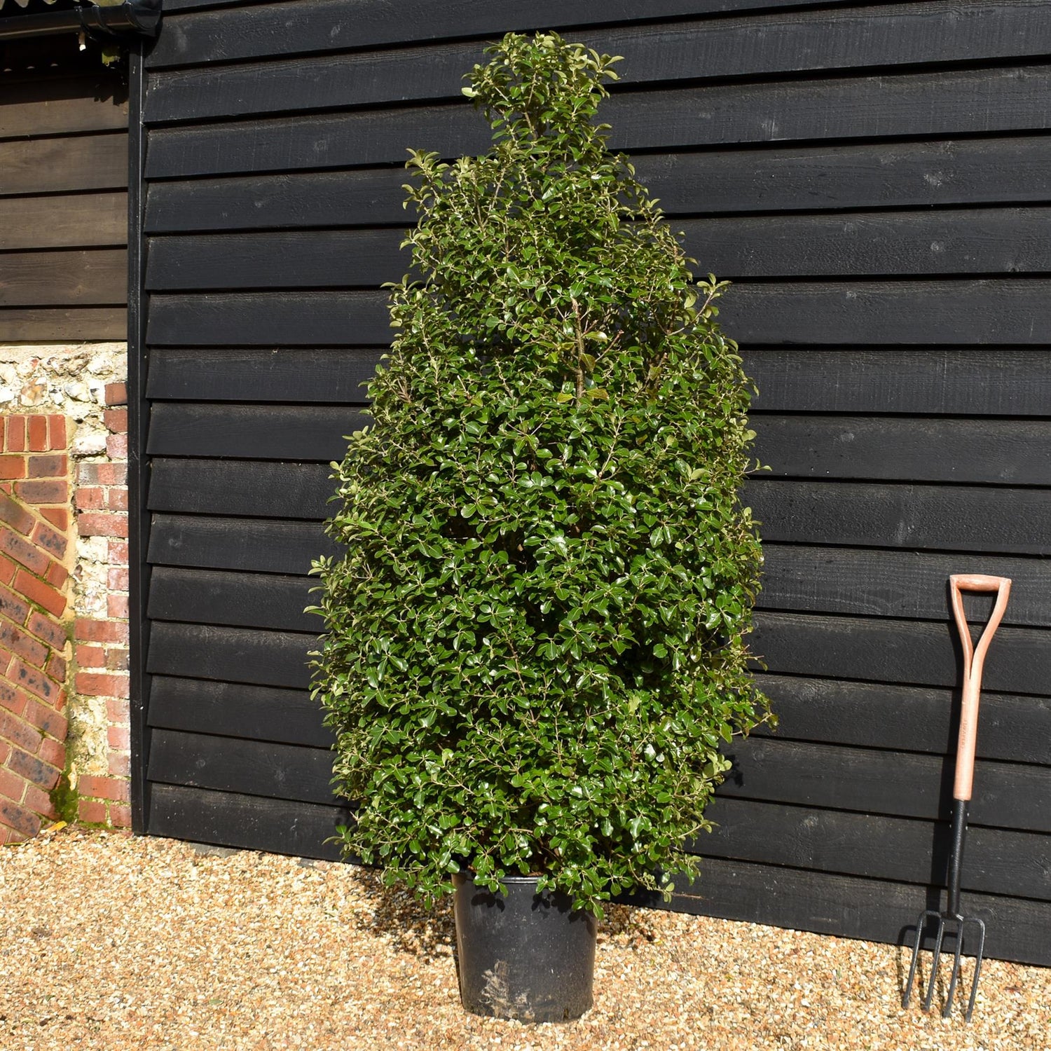 Pittosporum tenuifolium 'Irish Luck' - Height 160-180cm -25lt