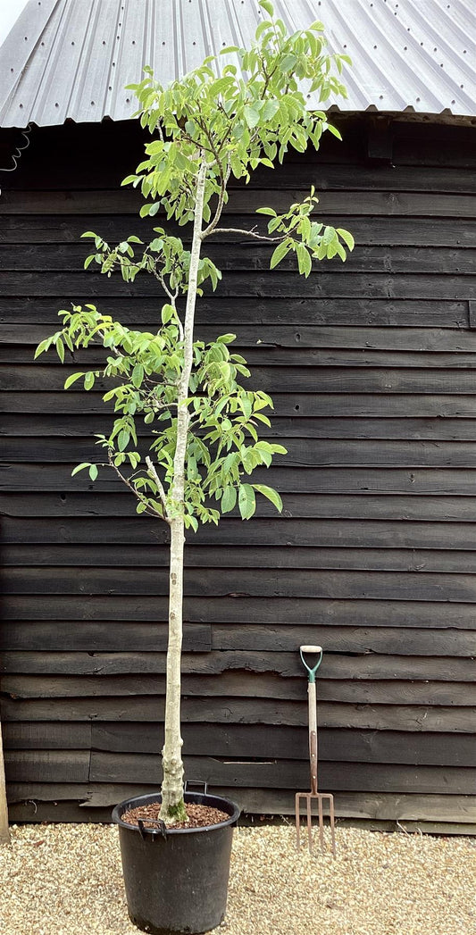 Juglans regia | Common Walnut Tree - Girth 30-40cm - Height 3m-5m - 70lt