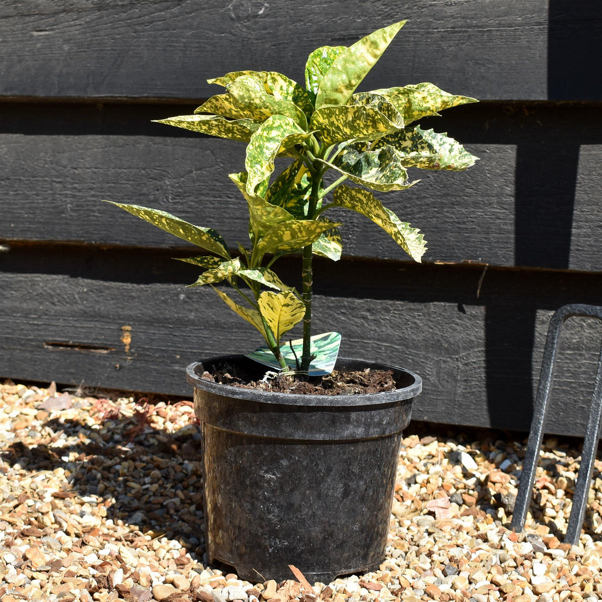 Aucuba japonica 'Mr Goldstrike' - 10-30cm - 2lt