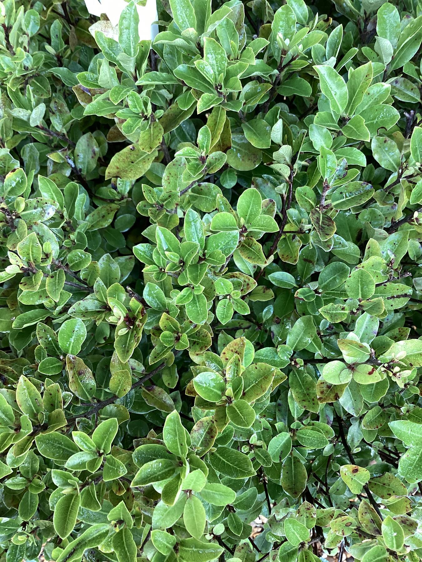 Pittosporum tenuifolium 'Pompom' - 60-80cm, 10lt