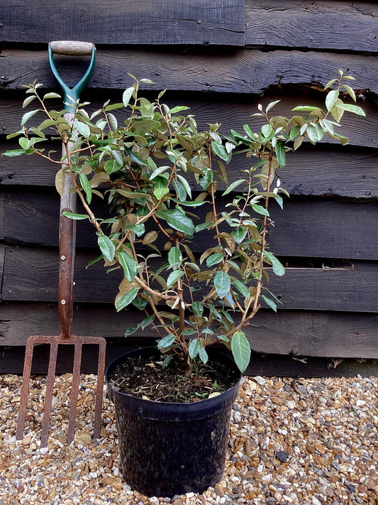 Elaeagnus ebbingei | Ebbing's Silverberry - 90-100cm, 10lt