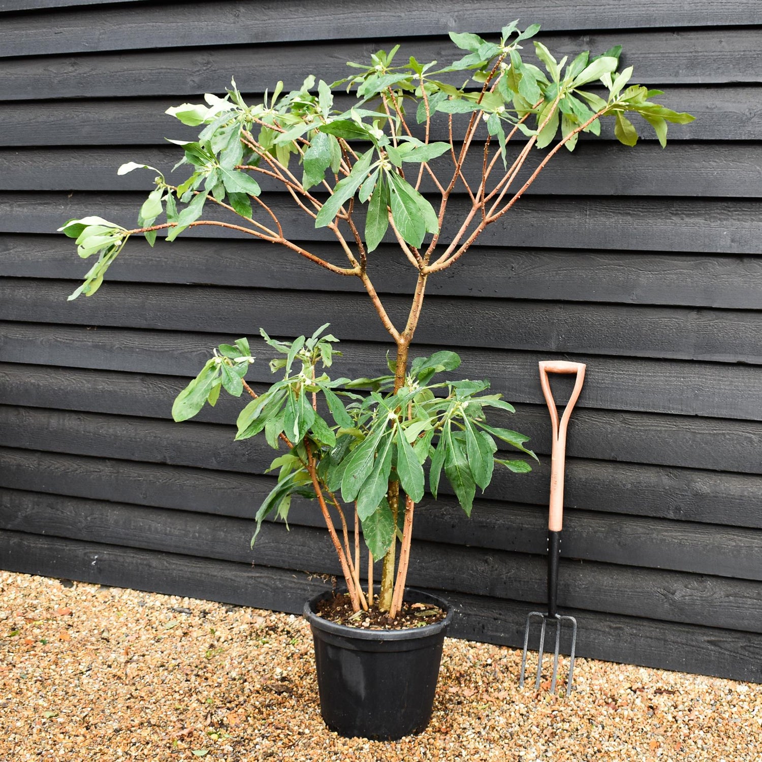 Edgeworthia chrysantha 'Grandiflora' - Shrub - Height 150-170cm - 35lt