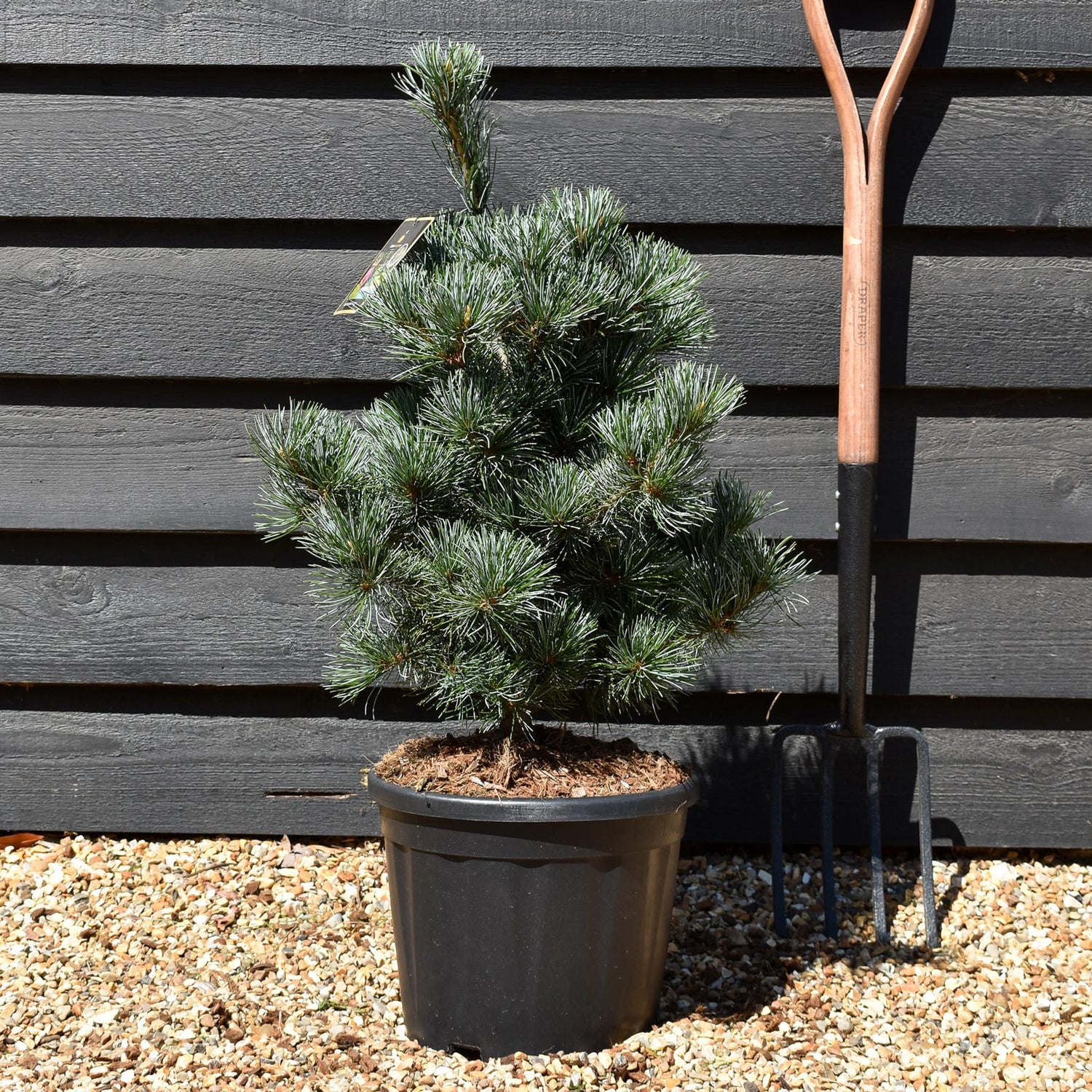 Pinus parviflora 'Negishi' -  Height 60-80cm - 12lt
