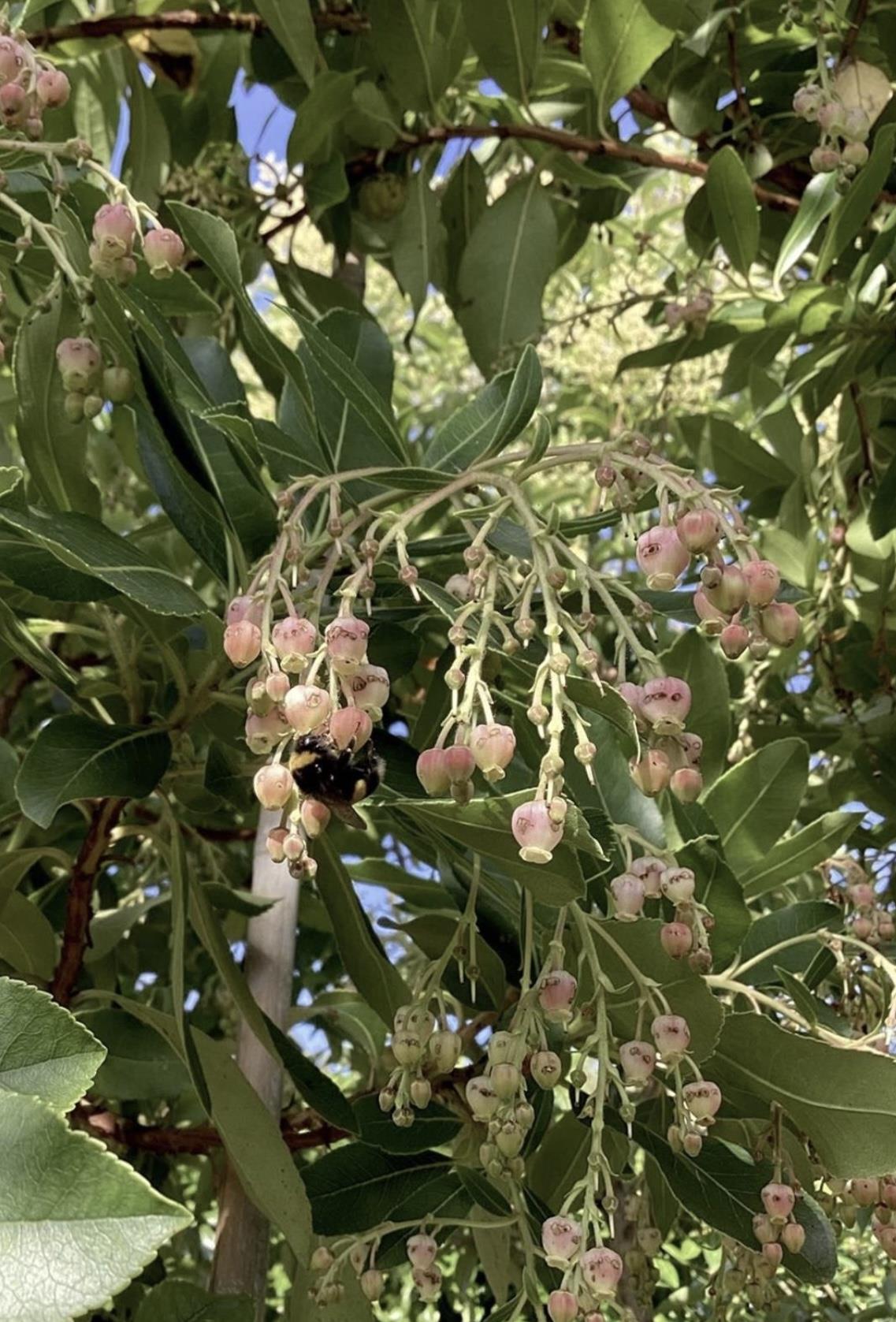 Arbutus Unedo Compacta | Strawberry Tree - 10lt