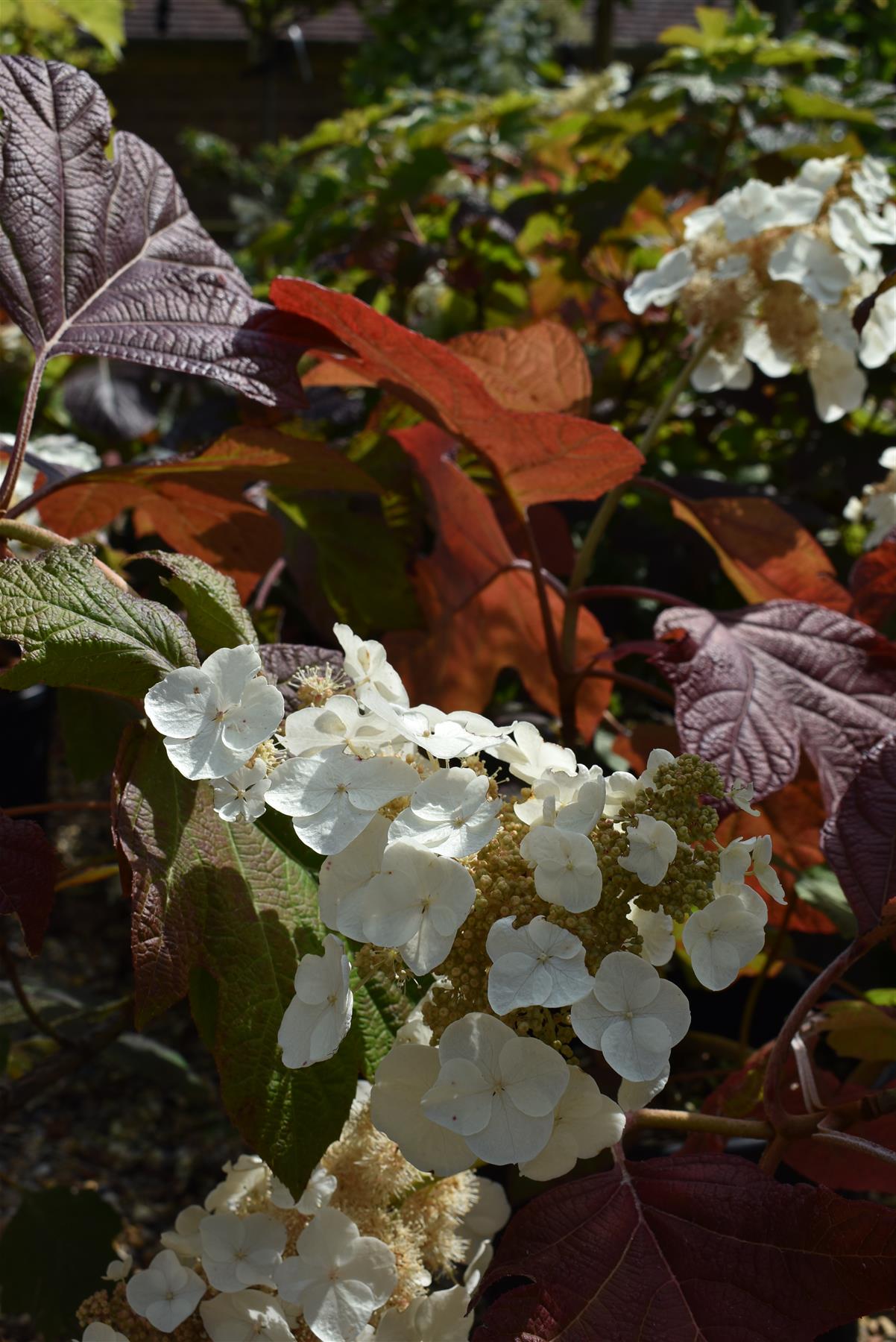 Hydrangea quercifolia 'Ruby Slippers' | Oak Leaf Hydrangea - 60-80cm, 10lt