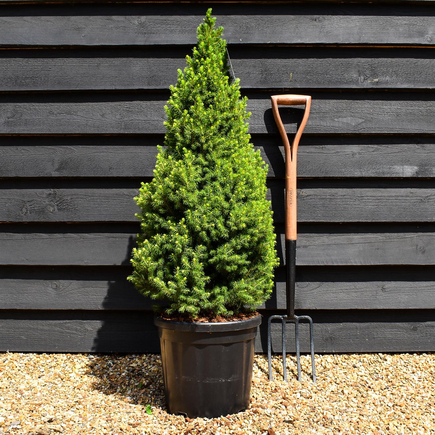 Picea glauca Perfecta' | White spruce 'Perfecta' - Height 90-100cm - 18lt
