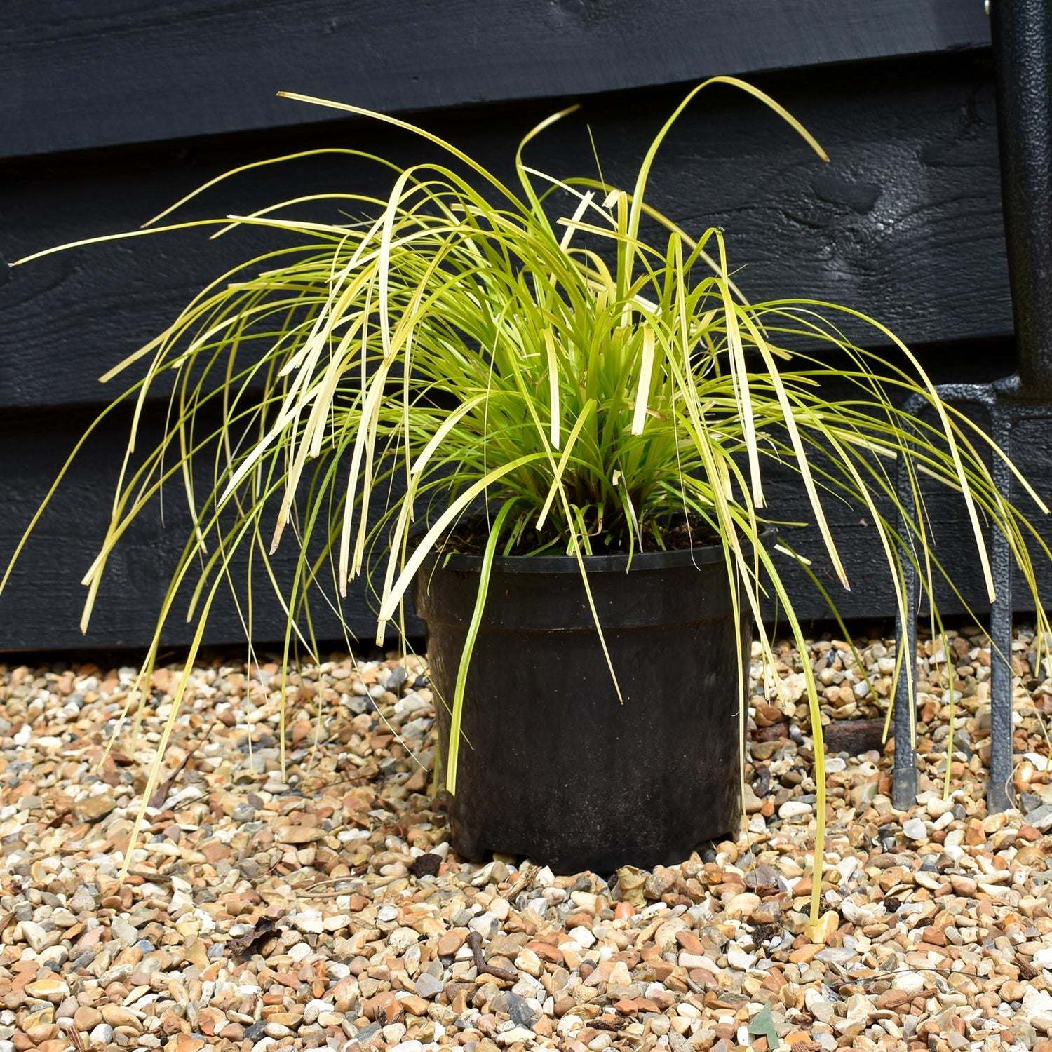 Carex oshimensis 'Everillo' - Grass - Perennial - 3lt