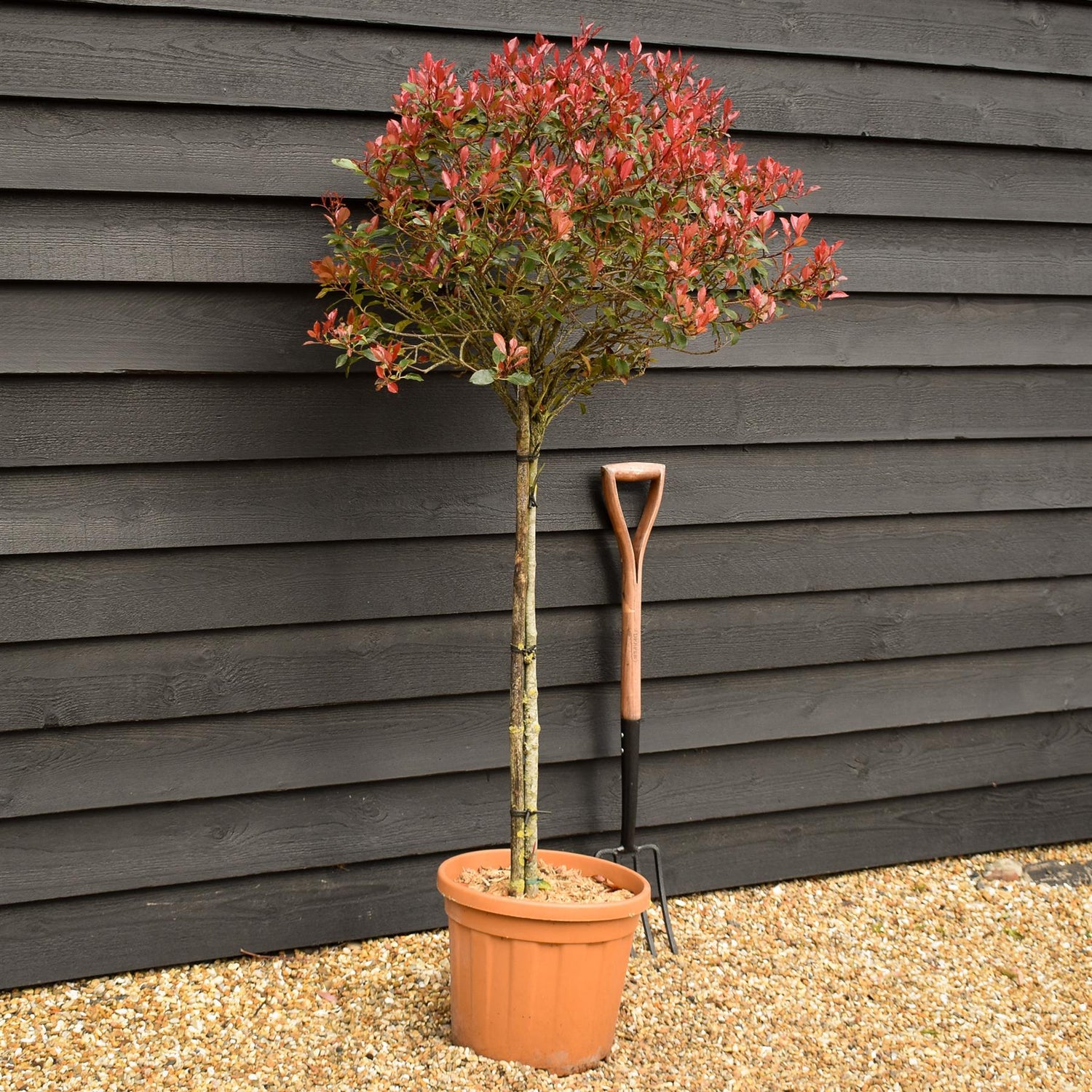 Photinia 'Atropurpurea Nana' | Japanese barberry - Half Standard - Height 140-150cm -25lt