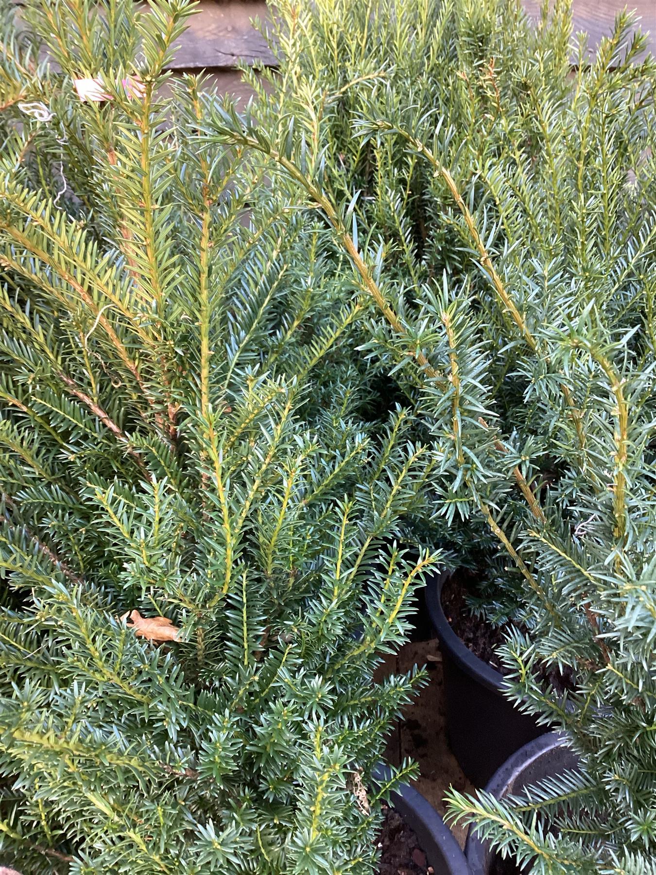 Taxus baccata - 80-100cm - 20lt