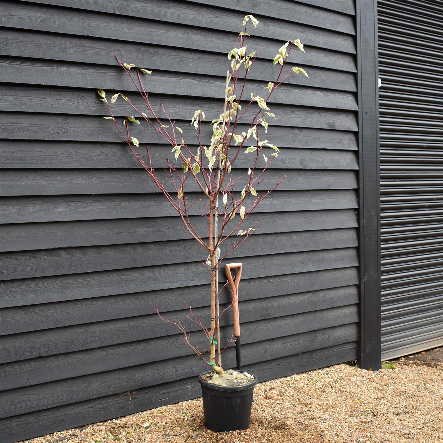 Cornus controversa 'Variegata' | Wedding Cake Tree -  Feathered - Height 190-210cm - 25lt