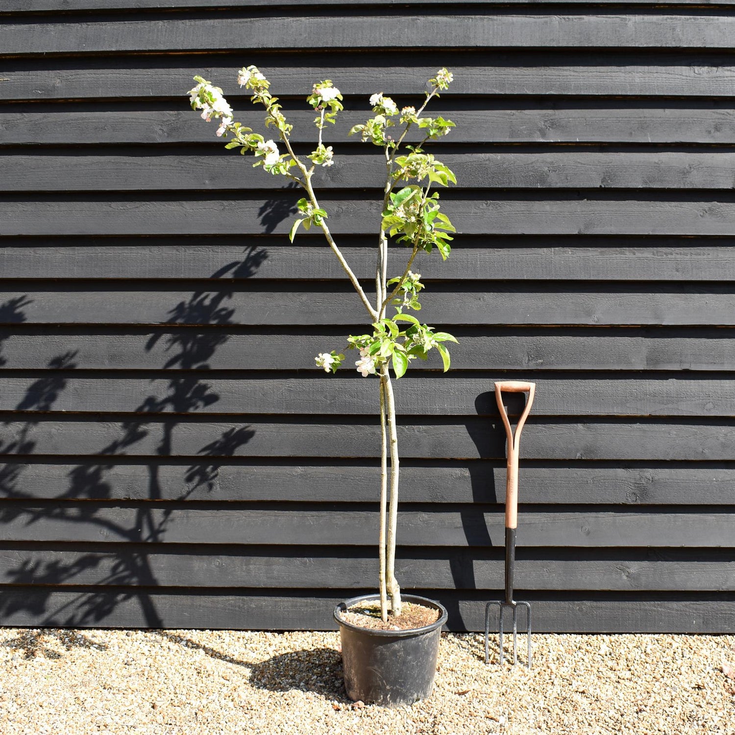 Apple tree 'Blenheim Orange' | Malus domestica - MM106 - Semi Vigorous - Height 150-160cm - 20lt